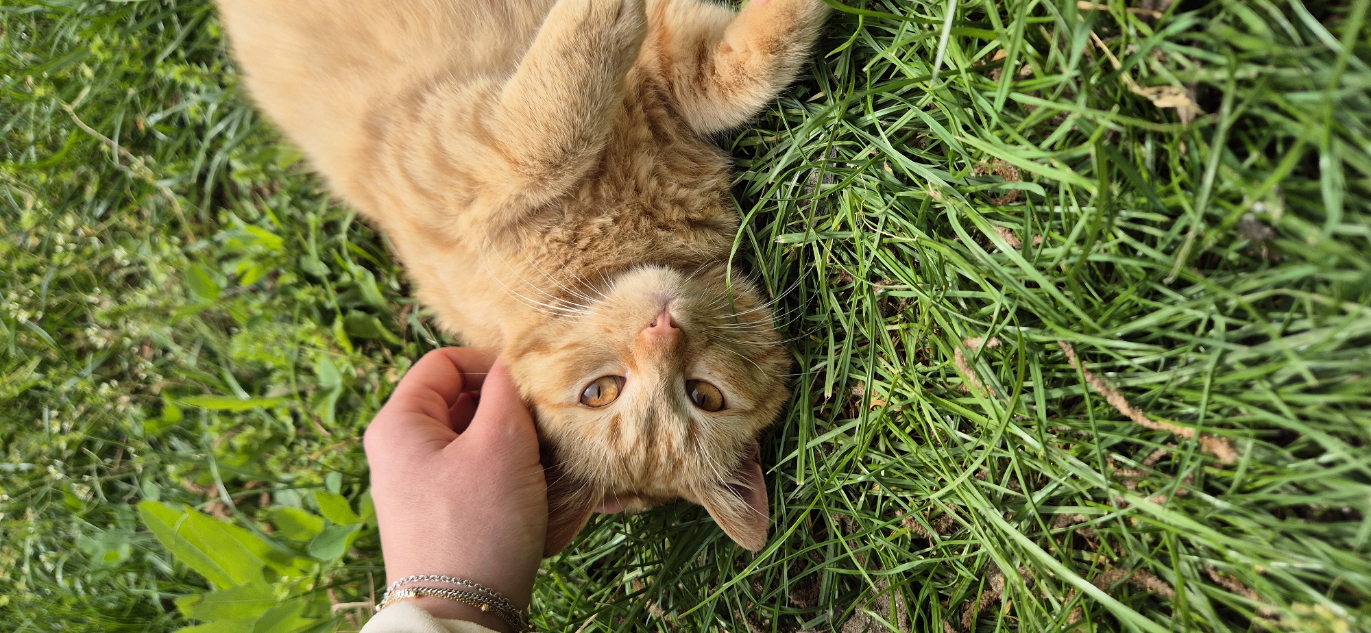 A close-up, eye-level shot depicts a person's hand gently caressing an orange tabby cat lying on a patch of green grass. The cat is positioned upside down with its head tilted towards the viewer, displaying amber eyes. The person's hand is visible on the lower left side of the frame, adorned with a silver bracelet. The background is filled with lush green grass, with some scattered brown debris among the grass blades. The location is outdoors in Unknown, Unknown.