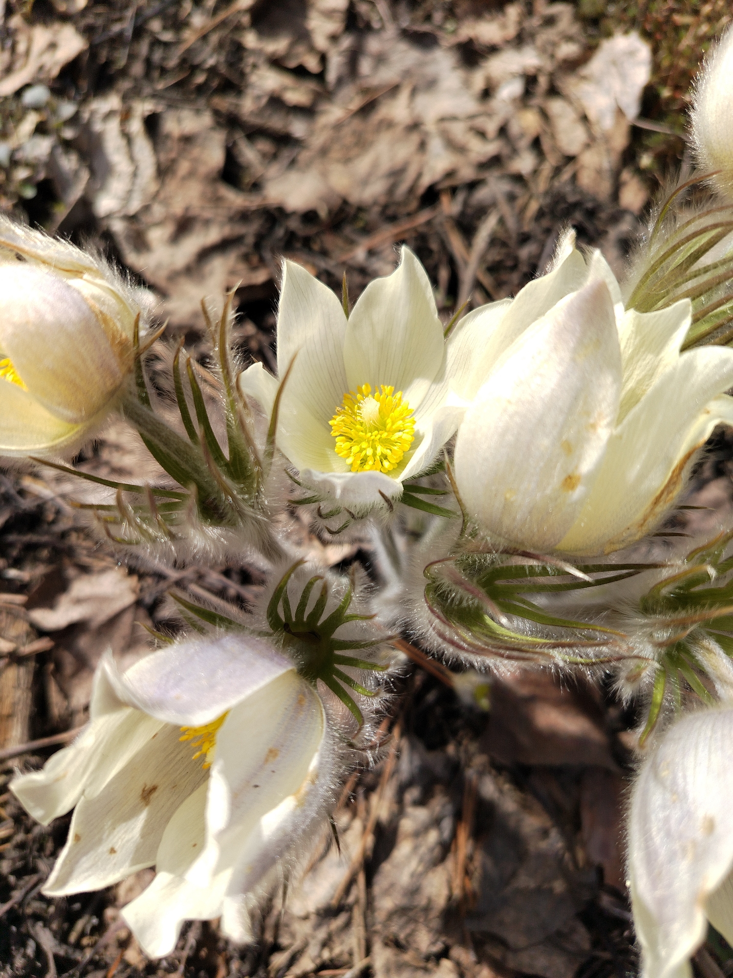A close-up, high-angle shot captures several delicate white flowers with bright yellow centers, likely Pasque flowers (Pulsatilla), blooming in their natural habitat in Noviy, Russia. The central flower is fully open, showcasing its vibrant yellow stamens, while others are in various stages of bloom, with some still partially closed buds.
Each flower features soft, slightly translucent white petals and is characterized by a distinctive fuzzy, silvery-white coating on its stems, sepals, and the backs of its petals, an adaptation for protection against cold. The stems are green where visible, with fine hairs. The background is composed of dry, brown, and light-colored fallen leaves and other ground debris, indicating a woodland floor or a natural, undeveloped area in early spring. The lighting is bright and natural, suggesting a sunny daytime. There is no visible text. The overall scene conveys the serene beauty and resilience of early spring flora.