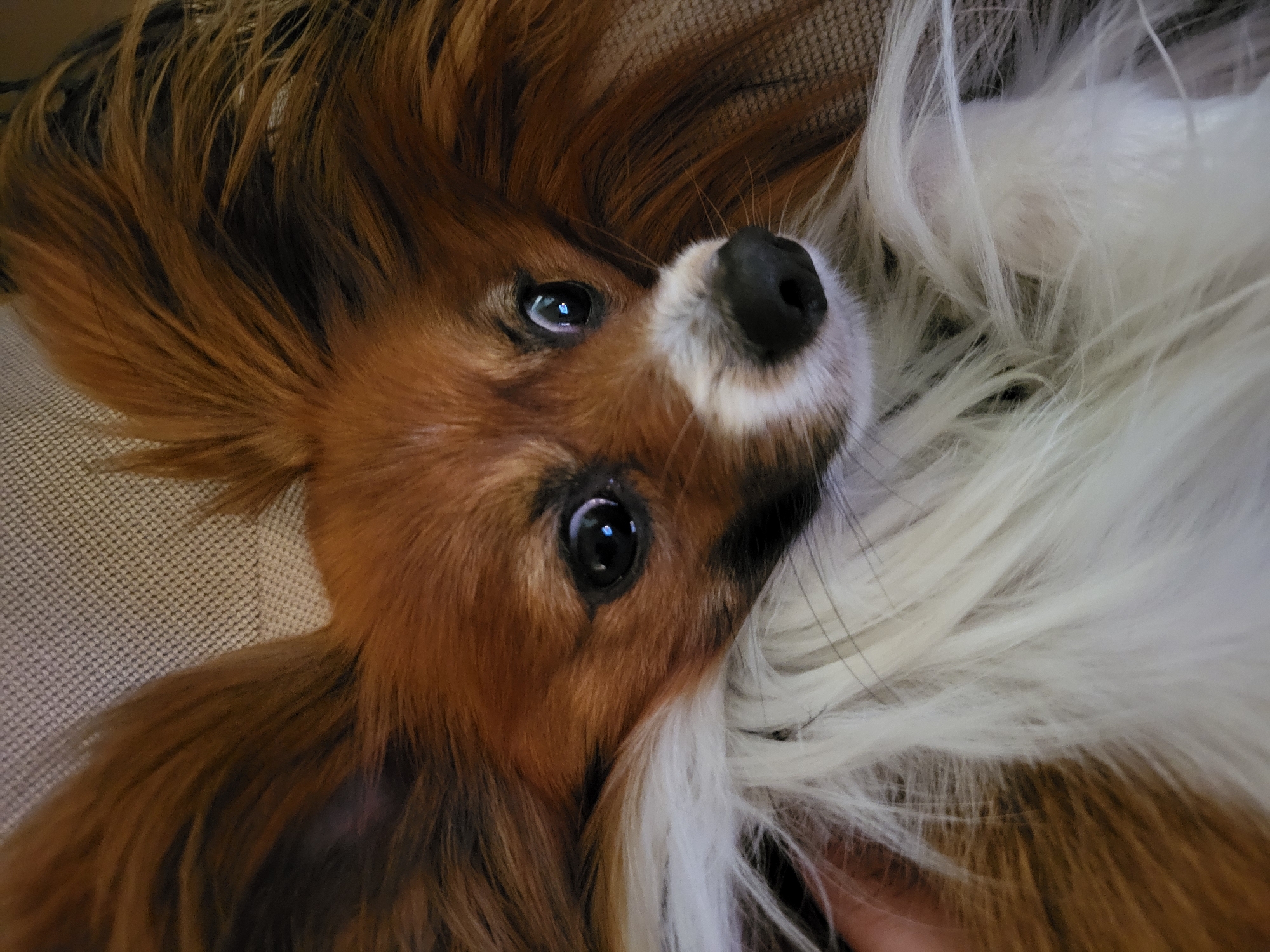 A close-up, eye-level shot shows a brown and white Papillon dog lying on its back. Its face is tilted upward, with its nose pointing towards the top of the frame. The dog has dark eyes and a black nose with white fur around the muzzle. The dog's brown fur is long and flowing, and its ears are erect. The background is out of focus but appears to be a textured surface. The location is not discernible from the image.