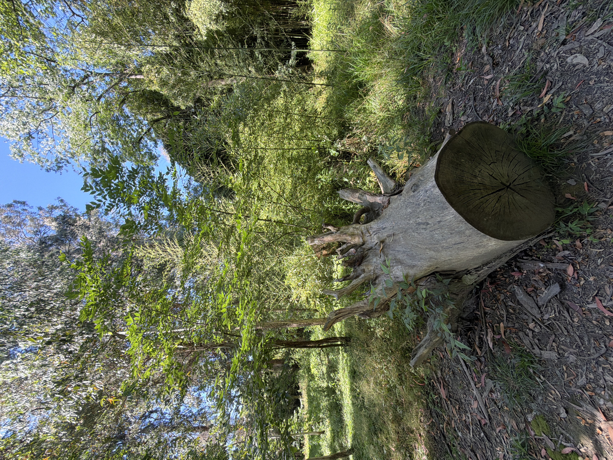 The image depicts a fallen tree trunk lying on the ground in a wooded area. The trunk is thick and has a textured bark. Green foliage surrounds the trunk, with sunlight filtering through the leaves. The ground is covered in dry leaves and debris. The overall impression is one of a natural, overgrown setting. There are no people visible in the image. The location is specified as Sirius, Russia.