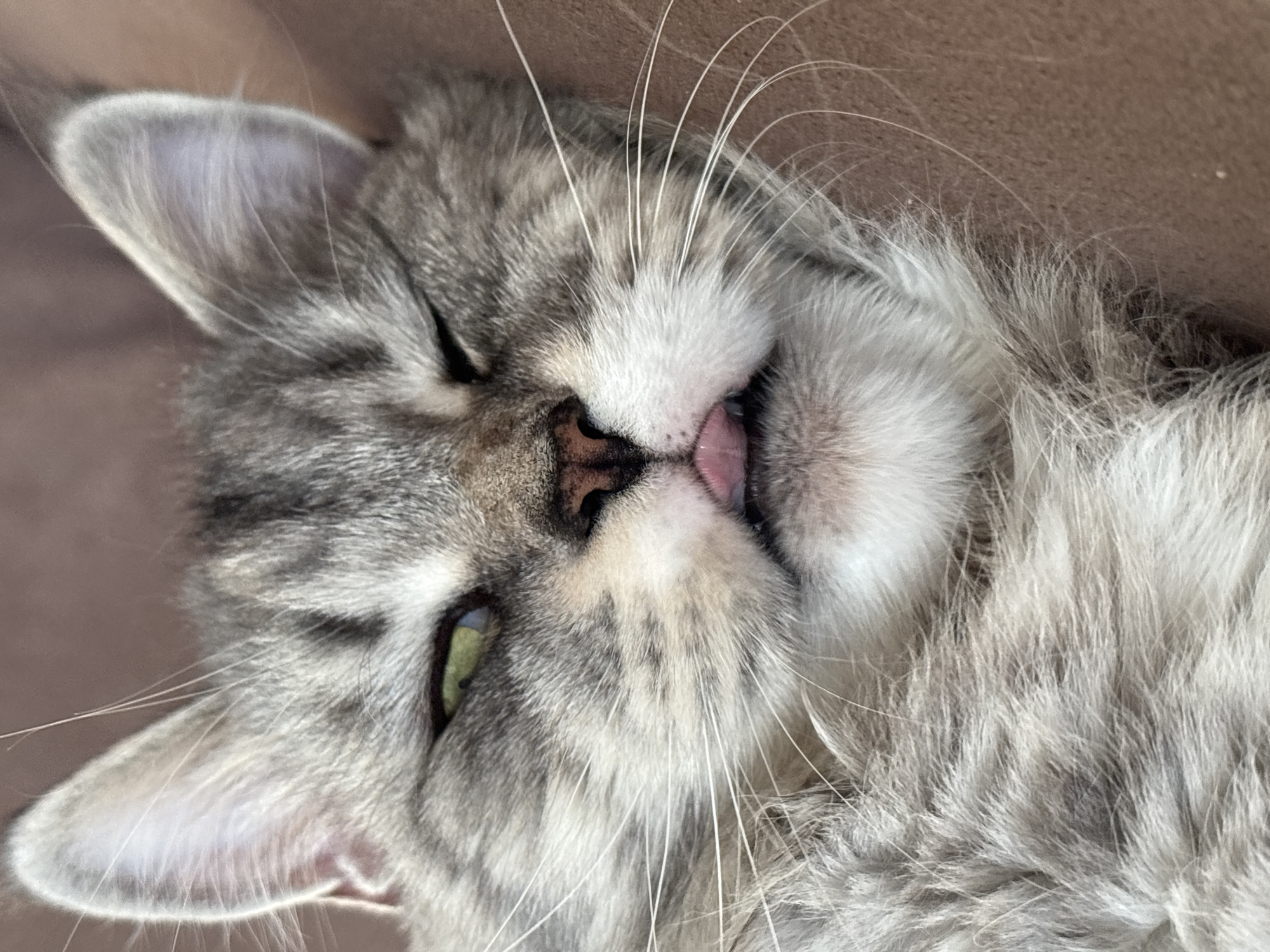 This is a close-up, eye-level photograph of a silver tabby cat's face. The cat is lying down, with its eyes partially closed and its tongue sticking out slightly. Its fur is gray with black stripes, and its eyes are green. The background is a blurred brown surface, possibly a couch or blanket. There is no indication of the city of Kazan, Russia, or any other location.