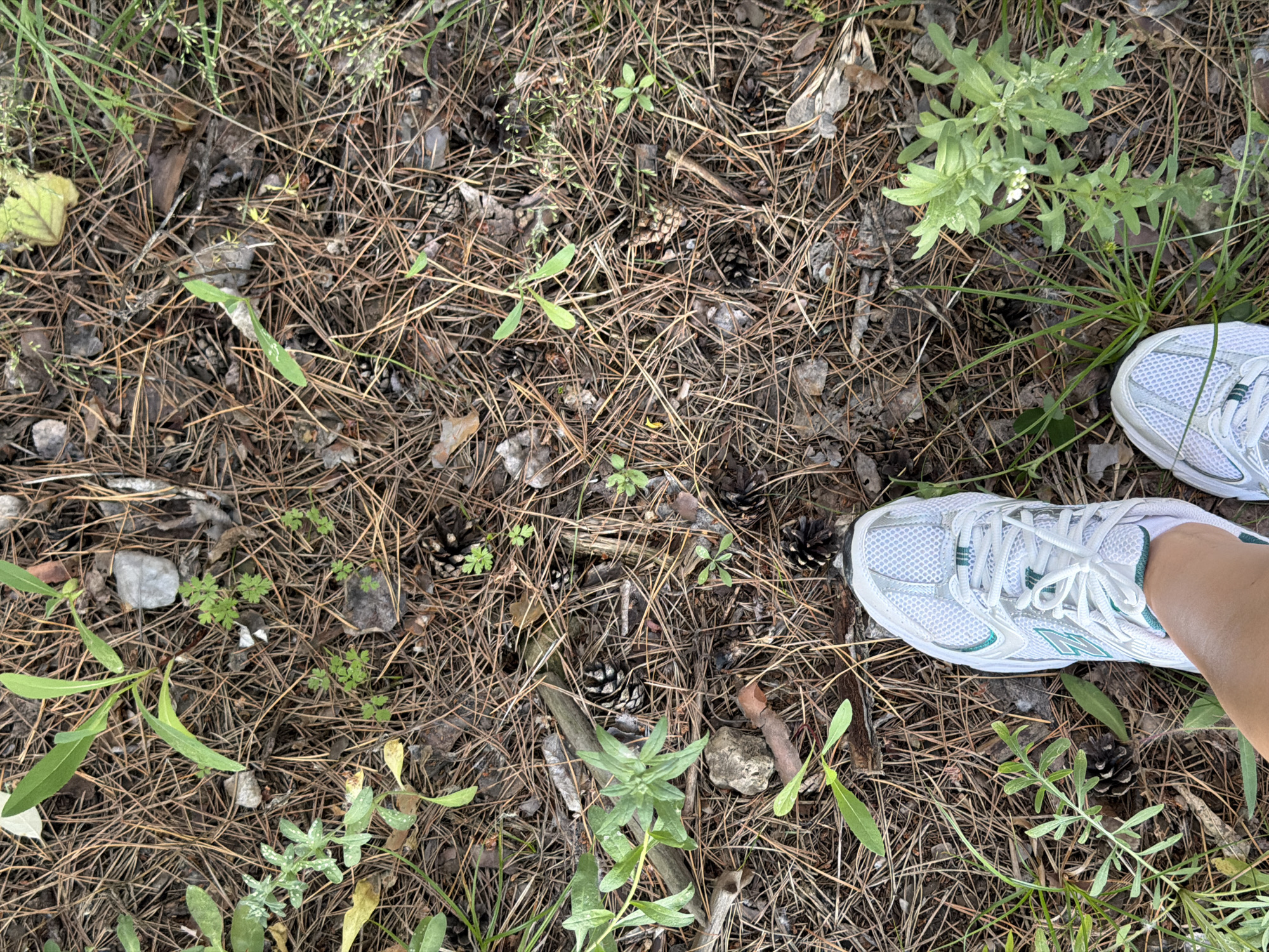 An overhead view shows a person's feet wearing white athletic shoes with teal accents, standing on a ground covered with pine needles, pine cones, and sparse green vegetation. The scene suggests a natural outdoor environment, possibly a park or wooded area. The presence of pine needles and cones indicates a location with coniferous trees, which are common in many parts of Russia, including Volzhsky. The lighting suggests an overcast day or shaded area, as there are no harsh shadows. The image composition is focused on the ground and the person's feet, implying they are walking or standing still in this location. The specific context of Volzhsky, Russia, is not visually evident from the image itself, as the landscape depicted is generic to many pine-forested regions.
