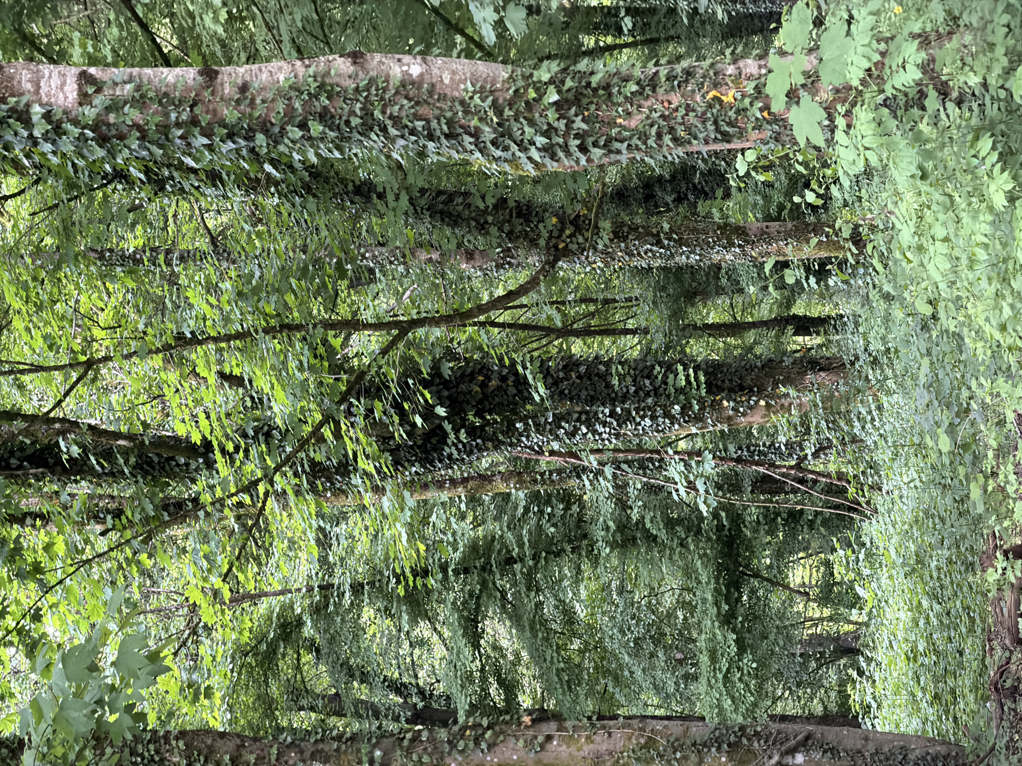 The image shows a dense, green area, likely a park or forest within Esch-sur-Alzette, Luxembourg. Several horizontal tree trunks are visible, heavily covered with ivy. Many other trees and branches create a layered, interwoven canopy, partially obscuring the background. Leaves are abundant and contribute to the overall lush, green aesthetic. At the top and bottom edges of the image are signs of a wall or barrier, also covered in ivy. The photograph's orientation is vertical.