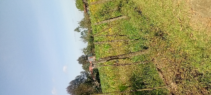 An agricultural landscape under a bright, slightly hazy sky. Neat rows of crops, likely tobacco or corn, dominate the field. Dark wooden posts support the rows, creating a structured pattern. The vegetation is a mix of greens and yellows, suggesting maturity or harvest readiness. In the distance, trees surround a small building with a red roof. A patch of grass grows near a dirt path.