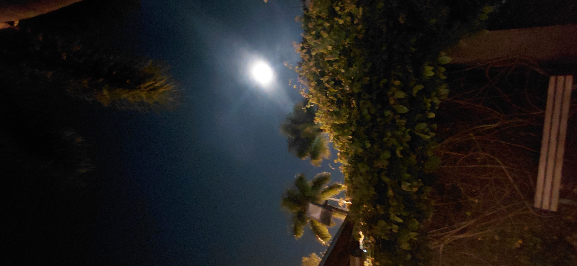 A nighttime, outdoor, low-light photograph taken from a slightly elevated perspective shows a moonlit sky above a densely planted area. In the foreground, a wooden bench with a slatted seat is visible. To the right of the bench is a textured, cylindrical object, possibly a pillar or tree trunk, partially covered by vines. A thick wall or barrier, also covered in vines and foliage, dominates the middle ground. Behind this, two palm trees with fronds are visible, illuminated from below by a light source. The moon is prominent in the sky, appearing bright and slightly diffused by thin clouds, casting a soft glow over the scene. The sky is a deep, dark blue. The overall setting suggests a tropical or subtropical environment within Presidente Franco, Paraguay, possibly a park or a residential garden area.