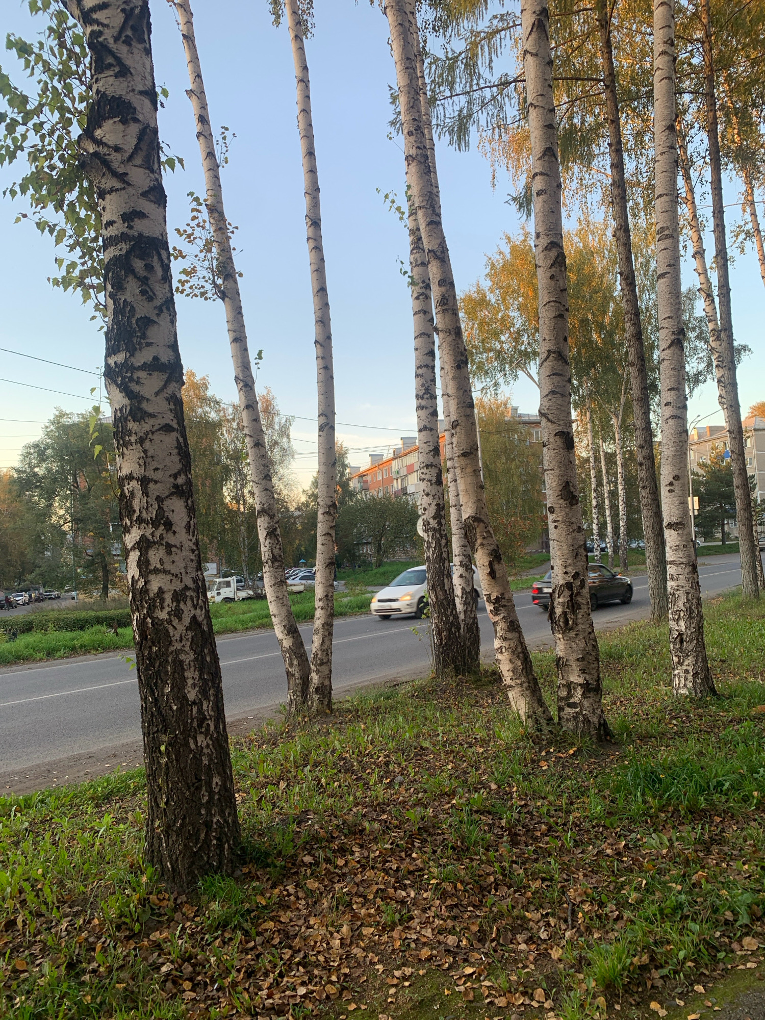 This is a medium shot, eye-level, outdoor photograph of a street scene with birch trees in the foreground. The trees are tall and slender with distinctive white bark marked with black. They are positioned along a grassy area with fallen autumn leaves. A paved road runs alongside the grassy area, with cars visible on the road. In the background, there are apartment buildings and other trees with autumn foliage. The sky is clear and a light blue. The scene appears to be located on an urban street in Prokopyevsk, Russia, given the architecture and birch trees common to the region. There are no people clearly visible in the image. The overall impression is a typical street view in an urban area during autumn.