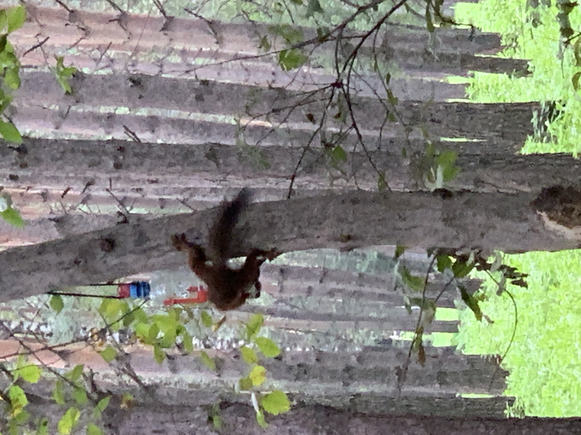 In Prokopyevsk, Russia, a squirrel is captured mid-climb on a tree trunk in a wooded area. The squirrel, with its bushy tail extended, appears to be moving upwards. A red and blue object, possibly part of a feeder, hangs from a string on the tree above the squirrel. The background consists of a dense forest with many tall, slender trees and a vibrant green undergrowth. The lighting suggests it might be late afternoon or early morning.