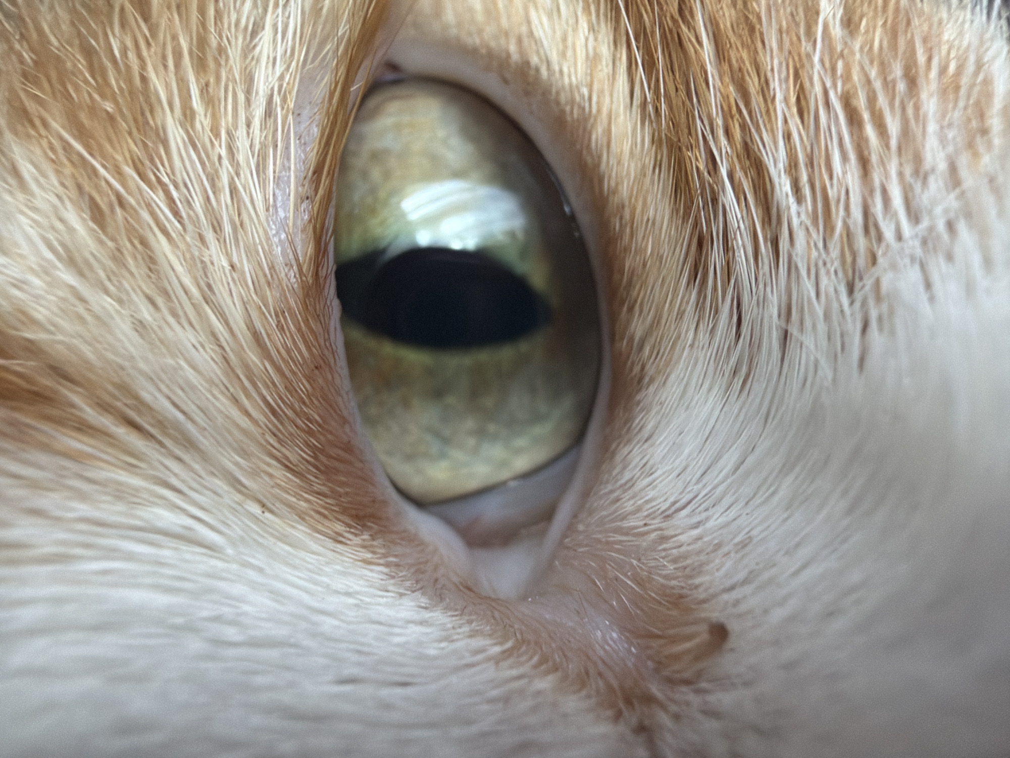 A close-up, macro photograph captures the left eye of an orange and white cat. The pupil is a dark, vertical slit, surrounded by a pale green iris with subtle variations in color. Light reflects off the surface of the eye, creating bright highlights. The surrounding fur is detailed, with fine strands of white and orange fur fanning out from the eye. The focus is sharp on the eye and immediate fur, with the background slightly blurred. The image is well-lit and appears to be taken indoors.