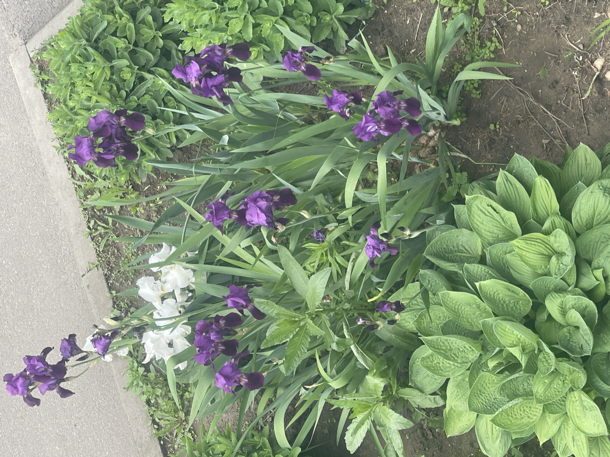 This image captures a vibrant section of a garden bed in Poltava, Ukraine, featuring a variety of green plants and colorful flowers. The scene is static, showing no human activity.
The primary subjects are numerous purple irises, many of which are in full bloom, displaying their distinctive ruffled petals. A cluster of white irises is also visible on the left side of the frame, providing a contrast to the predominant purple. These irises are characterized by their tall, sword-like green leaves.
Alongside the irises, a large patch of light green hostas with their characteristic wide, ribbed leaves occupies the bottom right portion of the garden bed. Other greenery includes various groundcover plants with smaller, brighter green leaves, particularly noticeable in the top left and interspersed among the irises. The plants appear healthy and well-watered.
The ground beneath the plants consists of dark soil, with some sparse patches of smaller weeds and dried organic matter. Along the left edge of the image, a grey concrete or asphalt sidewalk provides a clear boundary for the garden bed, suggesting it's located alongside a path or public area.
The lighting suggests it is daytime, possibly under an overcast sky or during the softer light of early morning or late afternoon, as there are no harsh shadows. No text is visible in the image.