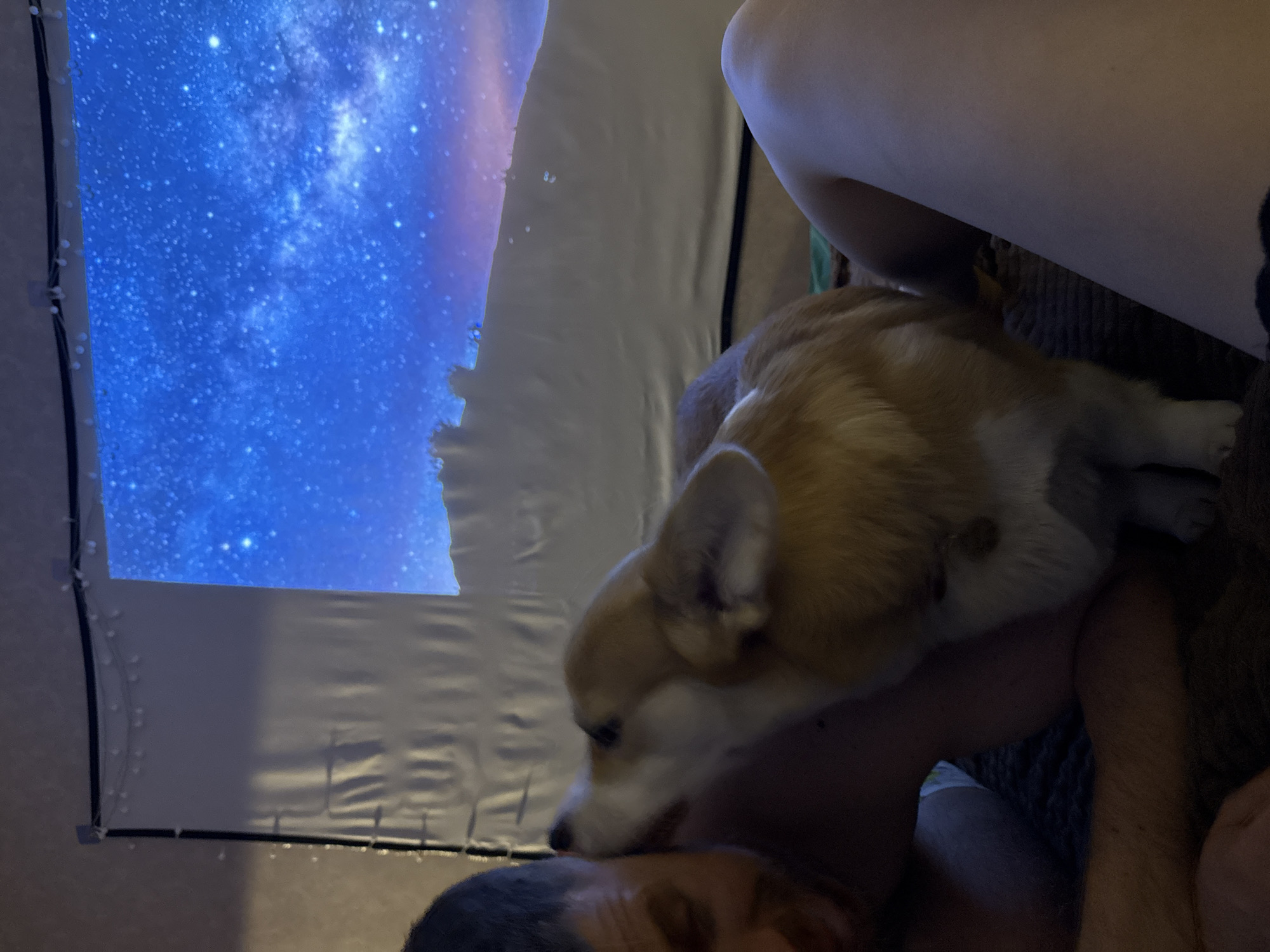 A medium, high-angle shot shows a person lying down with their head at the bottom of the frame, being nuzzled by a tan and white corgi dog. Above them is a portable projector screen displaying an image of a blue galaxy. The screen is hung against a wall, and a string of lights is visible along its edge. A person's leg is visible in the upper right corner of the frame. The overall lighting is dim. The location is presumed to be indoors.