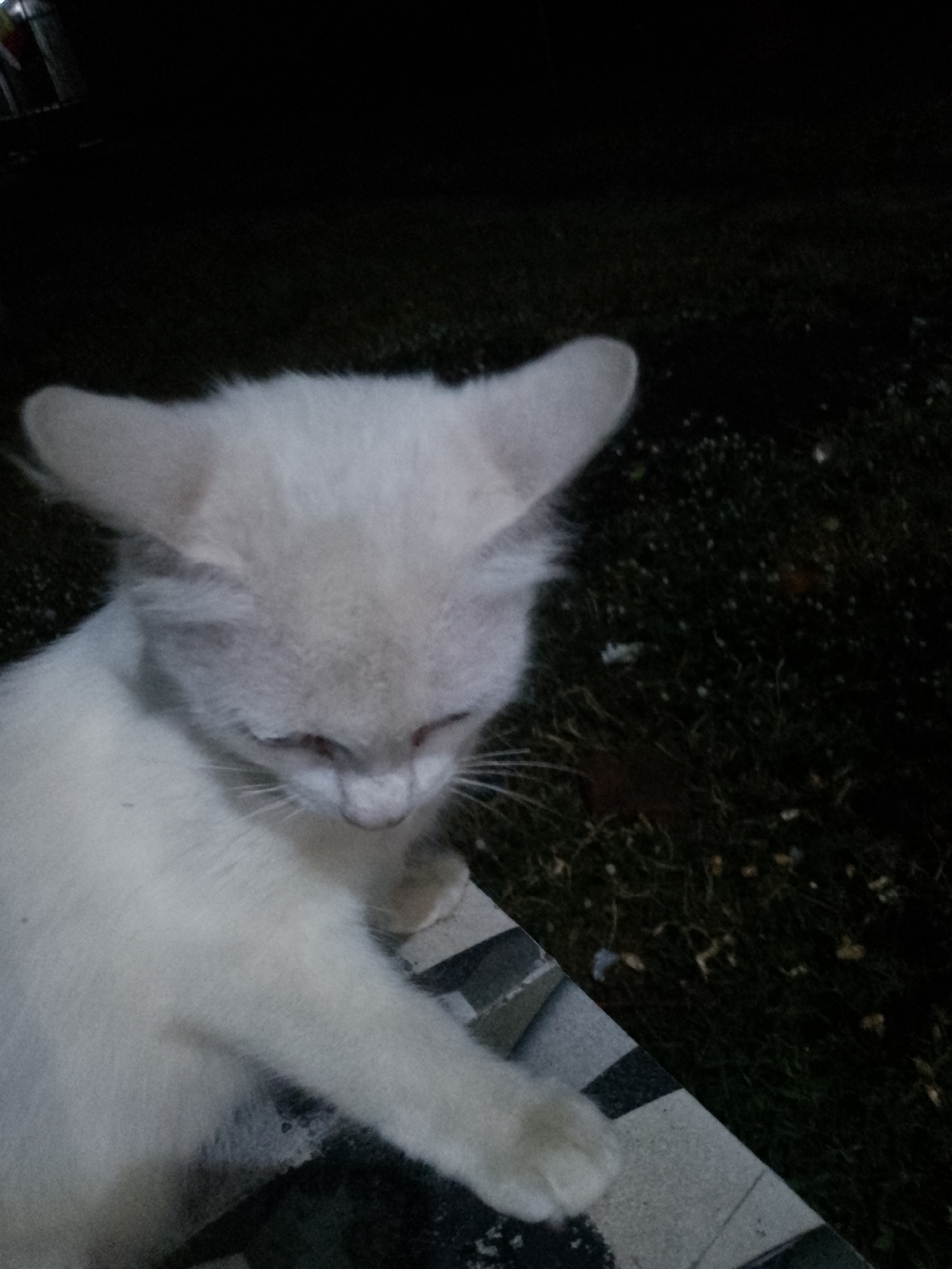A close-up, outdoor shot at night captures a pale, possibly white, cat with large ears looking down and slightly to the right. The cat is positioned on a surface with a geometric pattern, which appears to be a bench or table. The background is dark and indistinct, with visible grass and some fallen leaves, suggesting a natural environment. The lighting is dim, creating a low-light atmosphere with visible shadows. The cat's fur is soft and appears slightly dirty. No people are visible in the image. The location is stated to be in the city of Kauman, Indonesia.