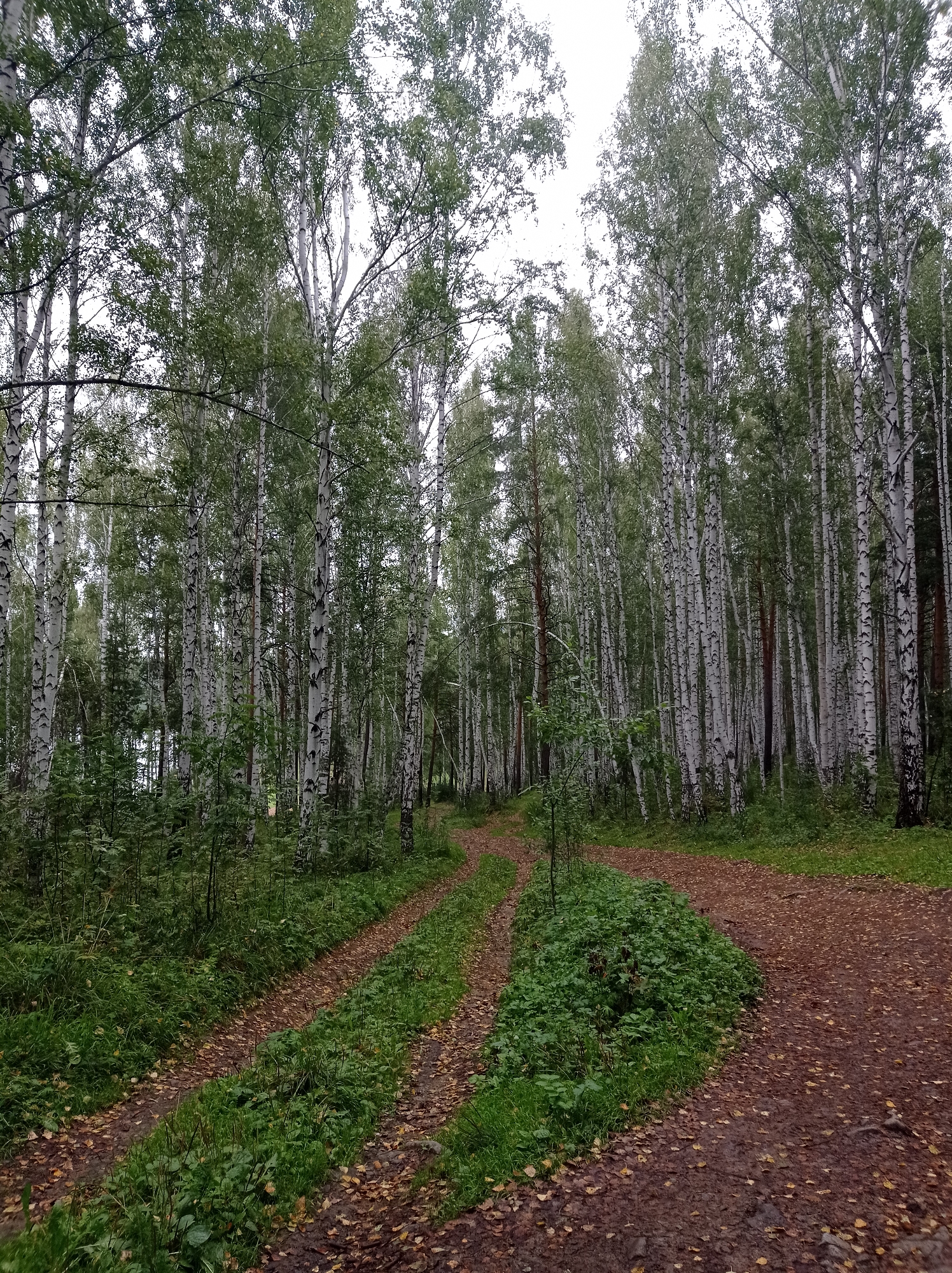 The image depicts a dirt path winding through a birch forest. The path is partially covered with fallen leaves, indicating autumn. The trees are predominantly birch, characterized by their white bark with black markings. Lush green foliage and undergrowth line the sides of the path. The sky appears overcast, suggesting a cloudy day. The scene appears to be a natural environment within or near a wooded area, consistent with locations found in and around Degtyarsk, Russia, a city known for its forested surroundings. There are no people or animals visible in the image.