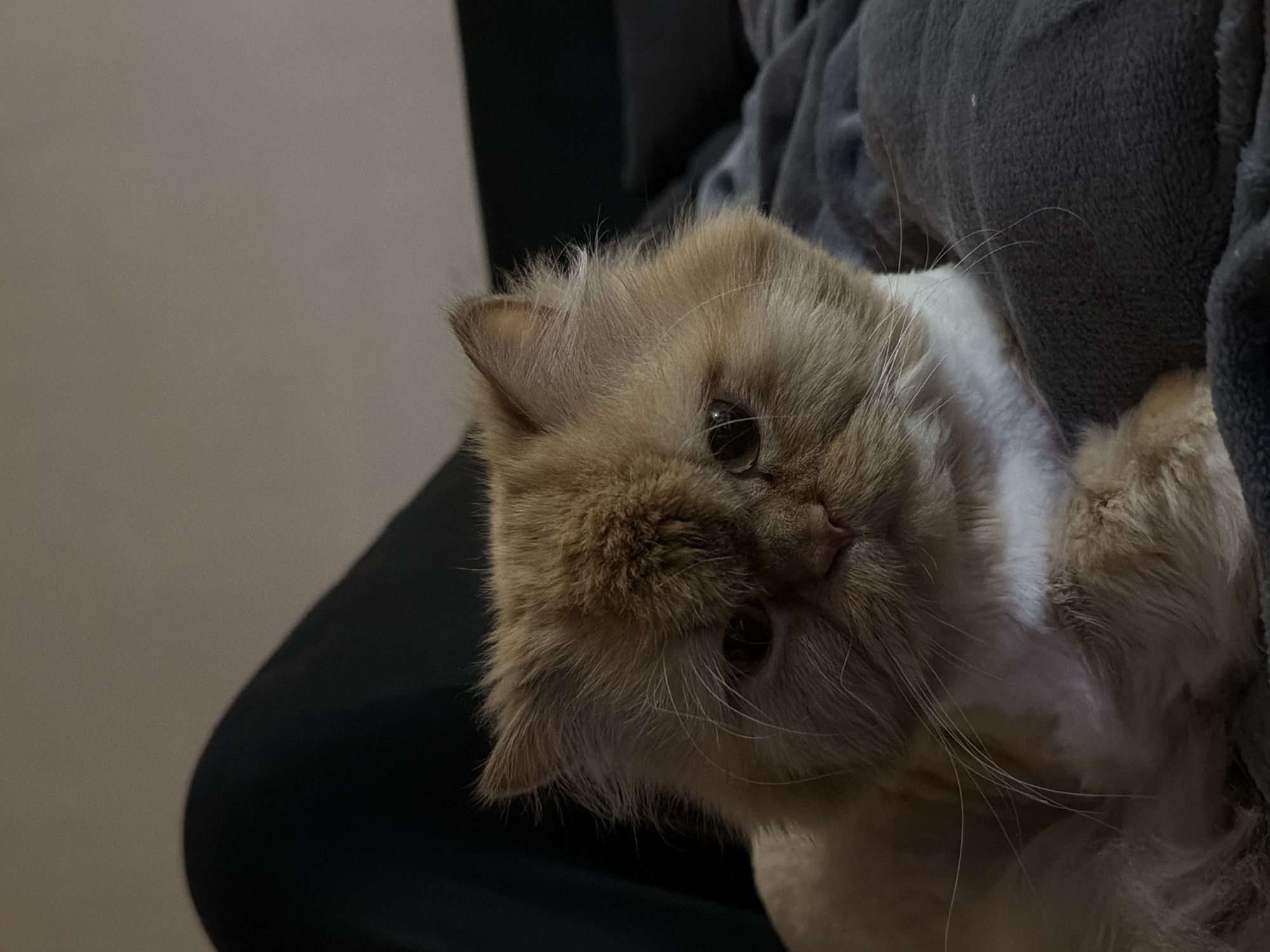 A close-up, eye-level, indoor shot focuses on an orange and white Persian cat lying on a dark gray, textured blanket. The cat is positioned centrally and looks directly at the camera with a neutral expression. Its fur is fluffy, and some areas appear to have been recently shaved, particularly around its neck and chest, revealing lighter-colored undercoat. The cat has dark eyes and prominent white whiskers. The background is blurred, showing a dark, indistinct area on the left which could be clothing or furniture, and a lighter, neutral-colored wall or surface above. The lighting is dim, creating a soft, slightly moody atmosphere. There is no indication of the city of Sofia, Bulgaria, in the image.