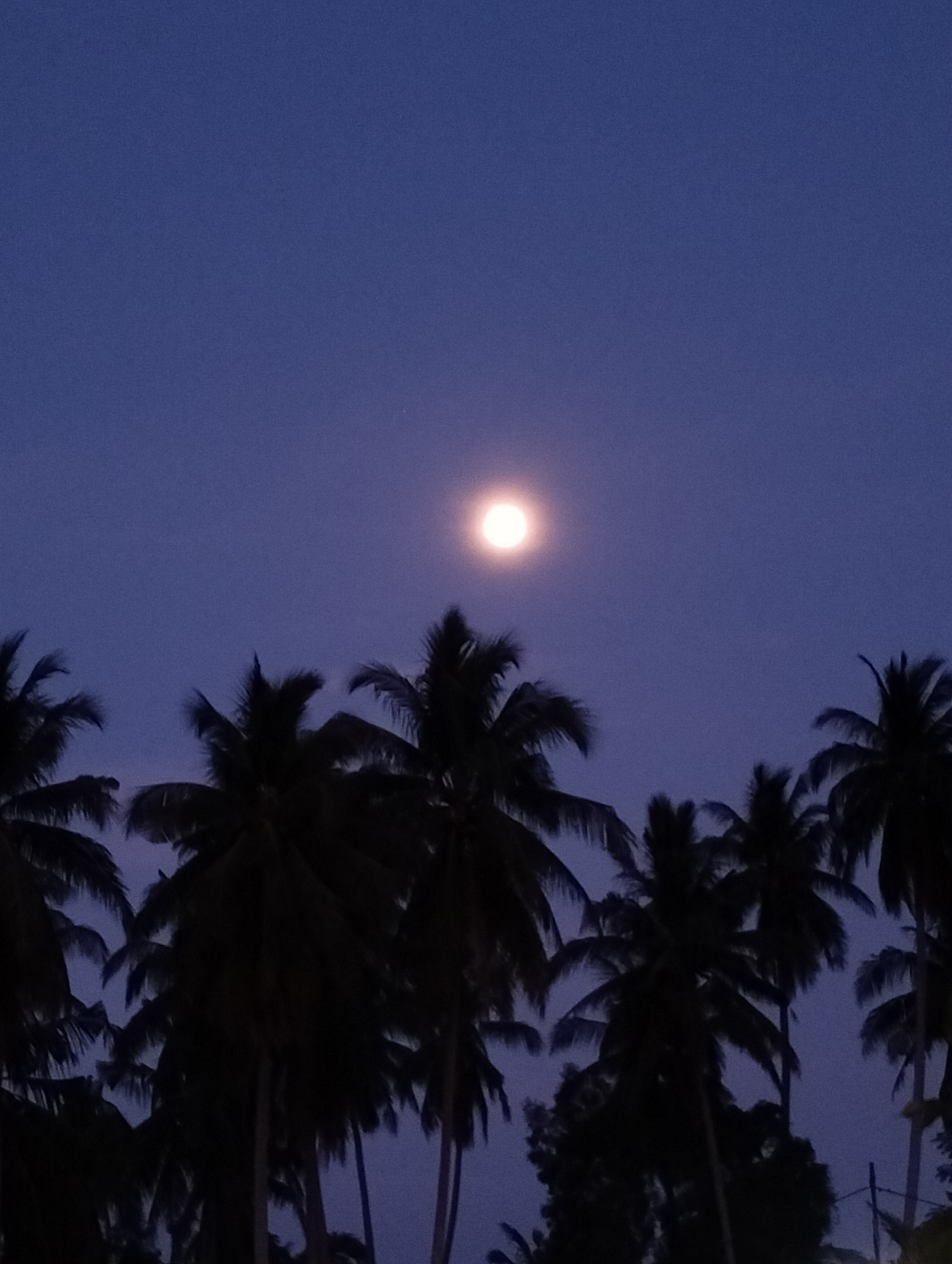 The image captures a serene nighttime or late dusk scene in a tropical setting, likely Lhokseumawe, Indonesia, as indicated by the context. The dominant feature is a bright, luminous full moon positioned centrally in the upper half of the frame, casting a soft glow. The sky around the moon is a deep, rich blue-purple, characteristic of twilight hours, and appears clear with no visible clouds.
Silhouetted against this illuminated sky are numerous tall palm trees, primarily occupying the lower half and extending upwards along the sides of the image. Their dark forms create a striking contrast with the bright moon and atmospheric sky. The fronds of the palm trees are distinctly visible as dark shapes, emphasizing their characteristic tropical appearance. No human activity or other objects are visible, contributing to the tranquil and natural ambiance of the scene. The lighting suggests that the moon is the primary light source, illuminating the sky while leaving the foreground elements in shadow. There is no visible text in the image.