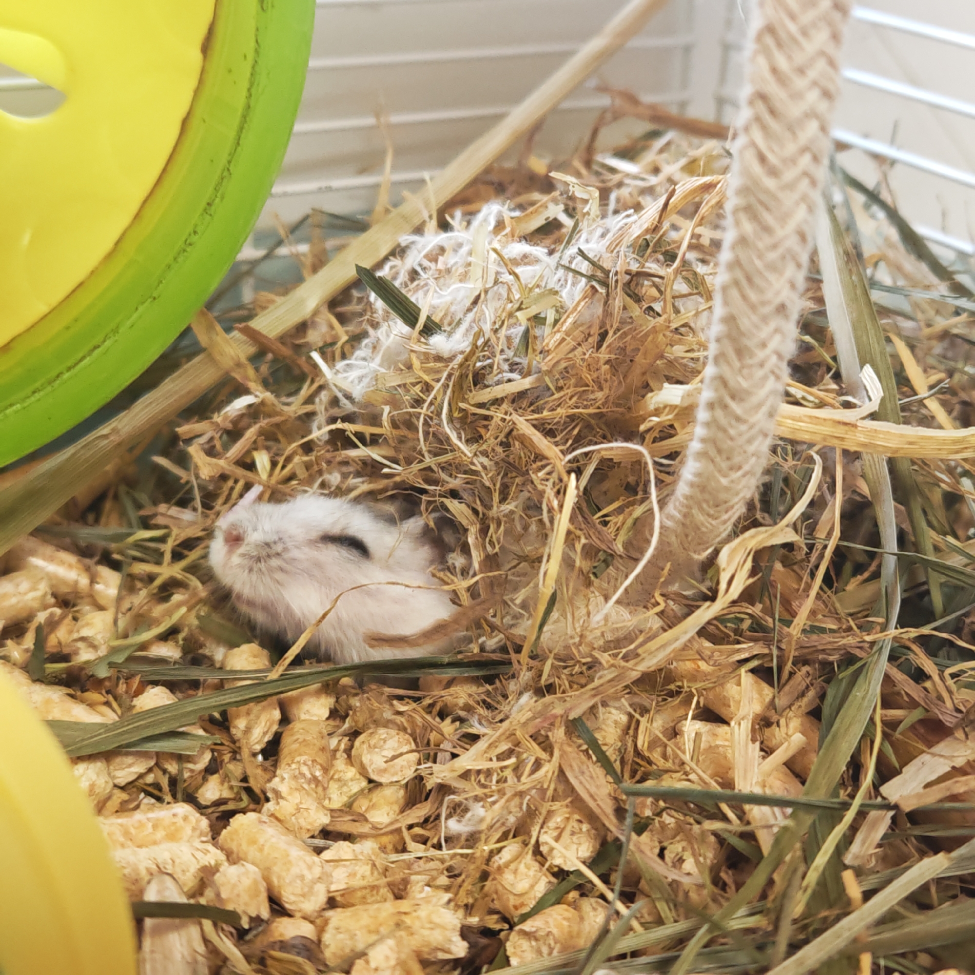 A small, white-and-gray hamster is nestled in a bed of hay, wood shavings, and soft white fluff, possibly cotton or shredded paper. The hamster is lying down with its eyes closed, seemingly asleep. The bedding is inside a cage, as indicated by the wire bars visible in the background. Part of a yellow and green plastic wheel is visible on the left side of the frame, and a beige rope is present on the right. The scene suggests a pet hamster kept in a domestic environment. There is no information in the image to suggest that this photograph was taken in Rostov, Russia.