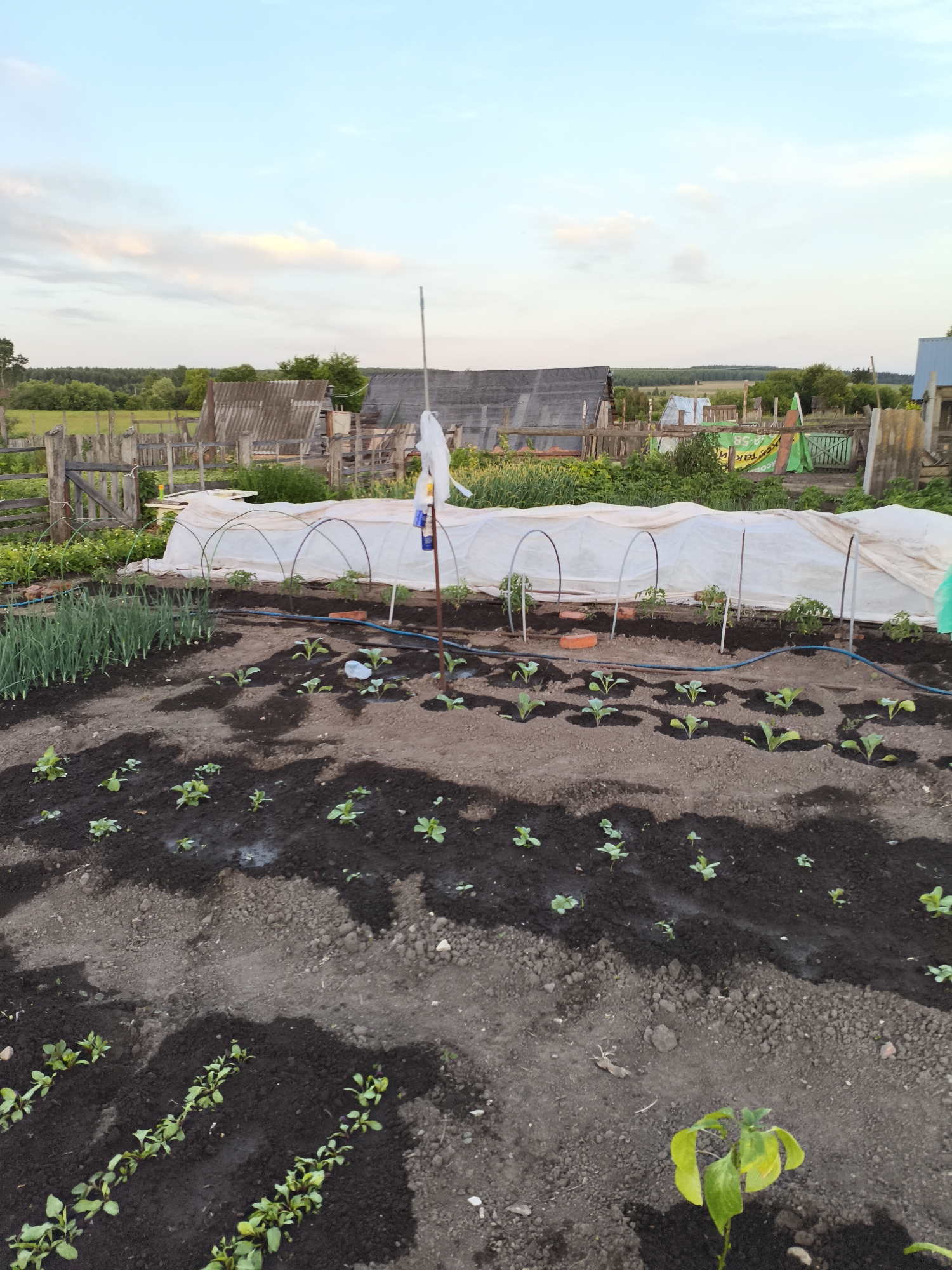 The image depicts a garden plot in the village of Ilmino, Russia, under a dusky sky with scattered clouds. The foreground is dominated by a tilled garden bed with several rows of young plants, appearing to be leafy greens or similar vegetables. A section of the garden features what looks like a makeshift greenhouse, constructed with arched supports covered by a white fabric. To the left of this greenhouse, a row of green onions is visible. In the background, a rustic wooden fence encloses the property, with various small wooden structures, possibly sheds or outbuildings, situated behind it. A tall pole with some white material attached stands near the greenhouse. The overall scene conveys a sense of rural life and cultivation.