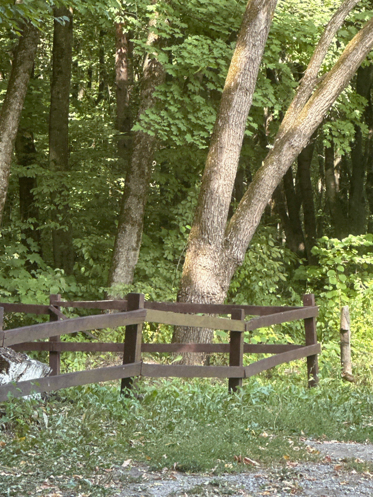 The image depicts a wooden fence in the foreground, with a dense forest forming the background. The fence is made of dark brown wooden planks supported by posts. Behind the fence, numerous trees with green foliage create a lush, natural environment. The lighting suggests it is daytime, with sunlight filtering through the leaves and casting shadows. The ground in front of the fence is covered with grass and some scattered leaves. The scene is likely located in a natural park or wooded area, possibly on the outskirts of Shatava, Ukraine, given the presence of deciduous trees and a rustic fence characteristic of rural settings in the region. There are no people or animals visible in the image.