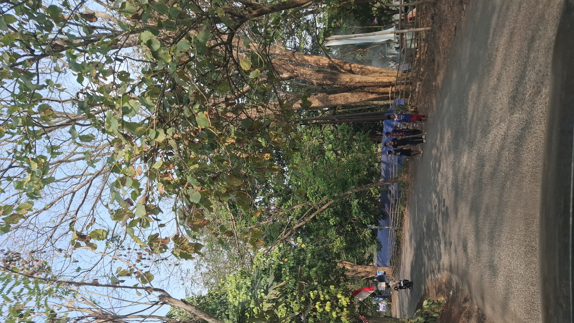 The image shows a paved road curving through a wooded area, possibly in or near Cibinong Hilir, Indonesia. The road is lined with trees, some of which are tall and bare with only a few leaves remaining, while others are full of lush green foliage. The ground is covered with dry leaves and shadows of the trees are cast across the road, indicating a sunny day.
On the left side of the road, a person is riding a motorcycle. Further down the road, a group of four young males are walking away from the camera. They are dressed in casual clothing. Behind them, a blue tarp is visible, and beyond that, more trees and vegetation. A wooden fence runs along the right side of the road, separating it from a wooded area. In the background, there are glimpses of white banners or flags and a large, mature tree with a thick trunk. The overall impression is of a rural or park-like setting on a bright day.