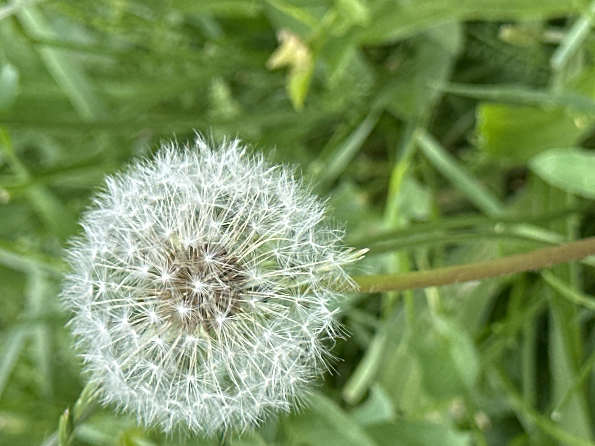 A close-up, vertically oriented, eye-level shot captures a dandelion seed head against a blurred green background. The dandelion, positioned on the left side of the frame, is in its fluffy, white, spherical stage, with individual seeds radiating outwards. The stem is visible extending downwards and slightly to the right. The background consists of out-of-focus green foliage, suggesting an outdoor natural environment. The overall lighting is soft and diffused, creating a gentle focus on the dandelion. This image was taken in Sofia, Bulgaria.