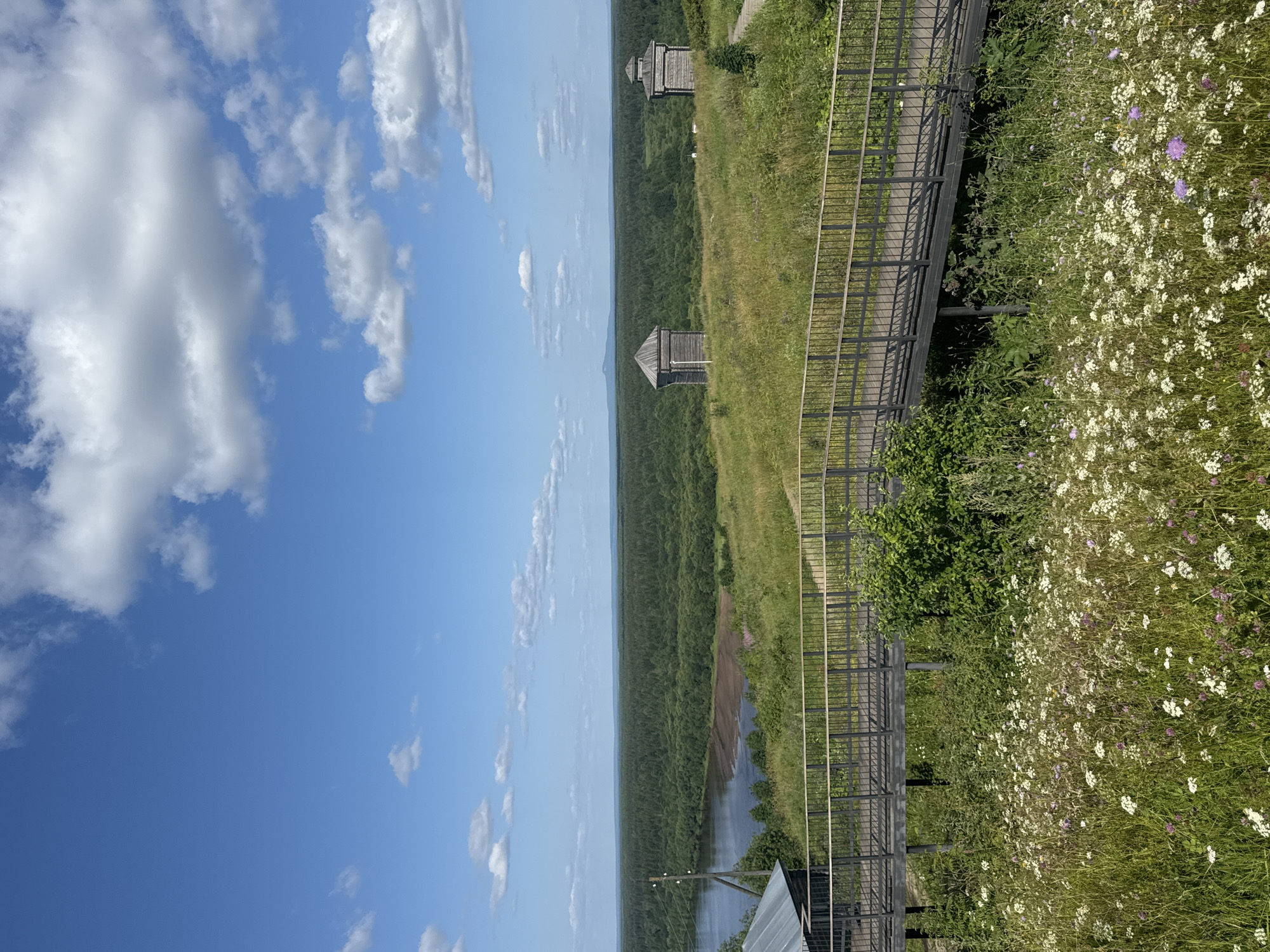 An elevated perspective captures a wide view of a lush green landscape under a bright blue sky dotted with fluffy white clouds. In the foreground, a walkway with a dark metal railing traverses a field of wildflowers, predominantly white with hints of purple. Beyond the walkway, a verdant hillside slopes down towards a wide river. The river's edge is lined with trees and vegetation. In the middle ground, a dense forest stretches across the horizon, punctuated by two small, wooden, historical-looking structures, possibly watchtowers. The distant horizon reveals a faint mountain range. To the far left, a dark-roofed building with a visible metal structure is partially visible. The scene appears to be a serene natural setting, likely a park or protected area in Cherdyn, Russia, given the architectural style of the structures and the geographical features. No people are visible in the image.