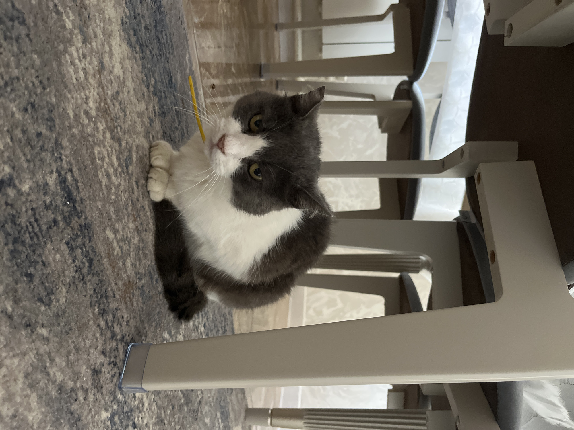 A medium-sized, gray and white cat sits on a gray and blue patterned rug. The cat holds a short, yellow object in its mouth. The cat's eyes are green and it is looking toward the camera. A white chair is partially visible in the background. The scene is indoors. The location is not discernible from the image.