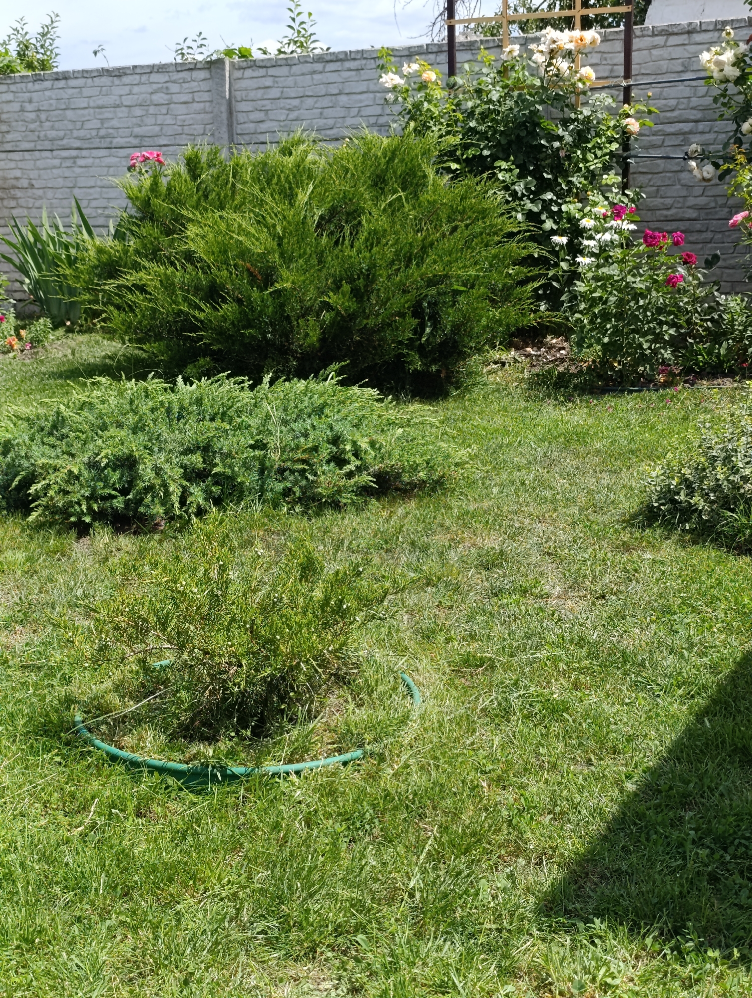 The image depicts a lush green garden in the city of Samar, Ukraine. In the foreground, a circular green hose is placed on a patch of grass, surrounding a small shrub. Further back, several evergreen shrubs and bushes of varying sizes are prominent. A tall, light-colored brick fence forms the backdrop, with climbing roses in shades of pink, white, and yellow adorning it. The sky above is partly cloudy, indicating a bright day. The overall scene is one of a well-maintained outdoor space, likely a residential garden.