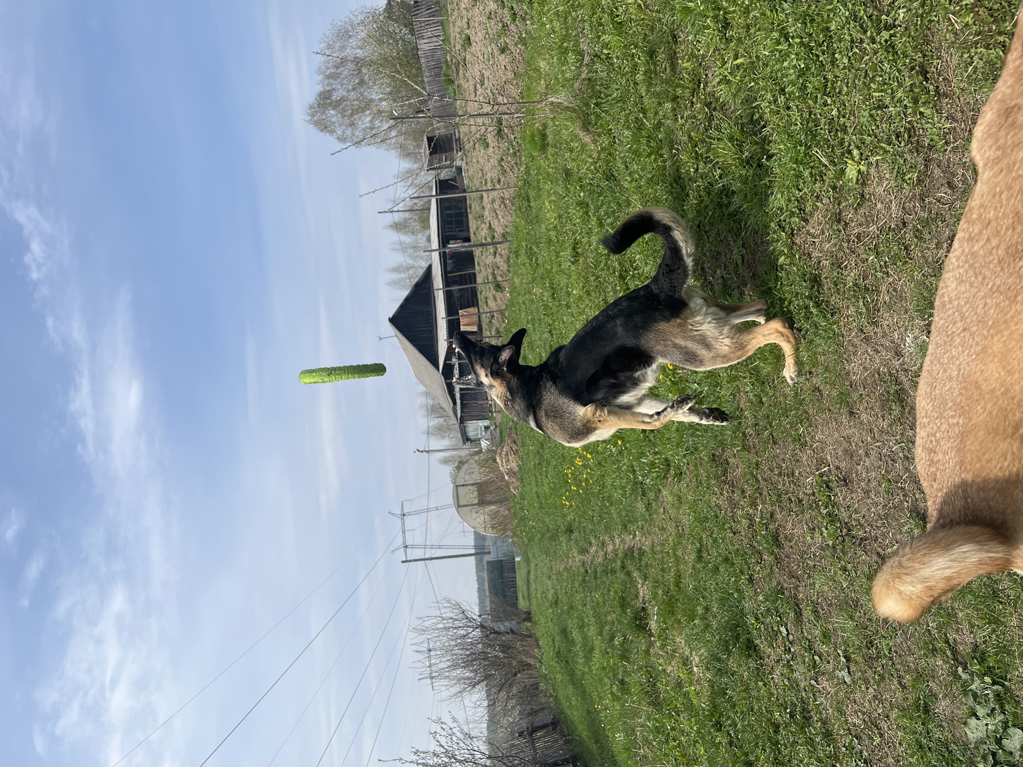 A dog, likely a German Shepherd, is jumping up to catch a green cylindrical object in its mouth. Another dog is partially visible on the right. They are in a grassy area in a rural setting, with houses and a wooden fence in the background. Power lines are visible in the background. The location is likely in Nizhny Tagil, Russia.