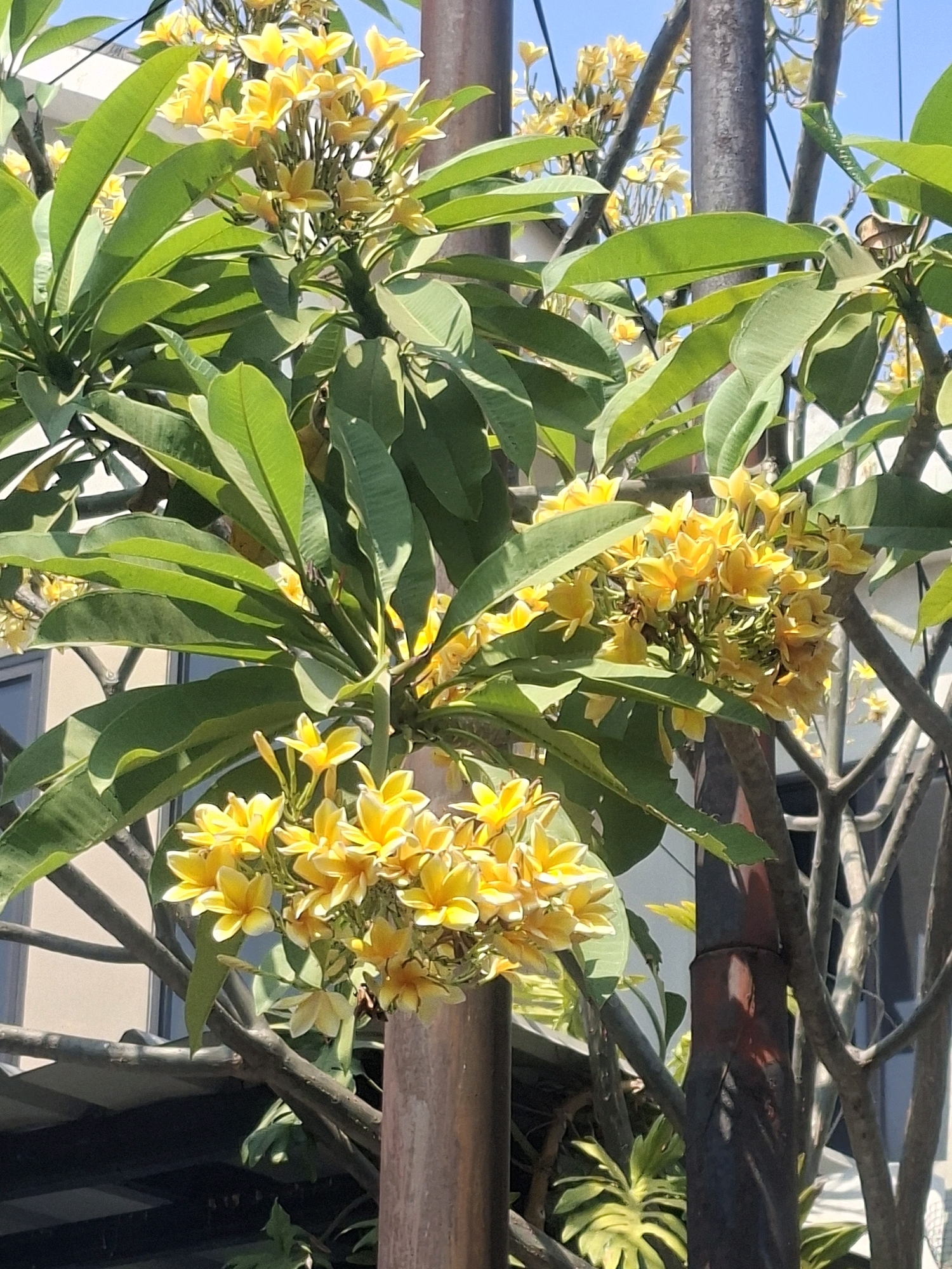 A medium shot captures a cluster of yellow plumeria flowers blooming on a tree, set against a backdrop of a building and a clear blue sky. The flowers, with their distinct five-petal shape and vibrant yellow hue, are densely packed on the branches. Lush green leaves surround the blooms, creating a lush canopy. The image also features the rough texture of tree trunks, one of which is a dark brown, possibly a support pole, and another appearing more natural and weathered. In the background, the side of a building with visible window frames and a roofline is partially obscured by the foliage. The lighting suggests a bright, sunny day, casting shadows on the leaves and highlighting the colors of the flowers. The scene is likely set in a residential or public area in East Jakarta, Indonesia, given the commonality of plumeria trees and tropical architecture in the region.