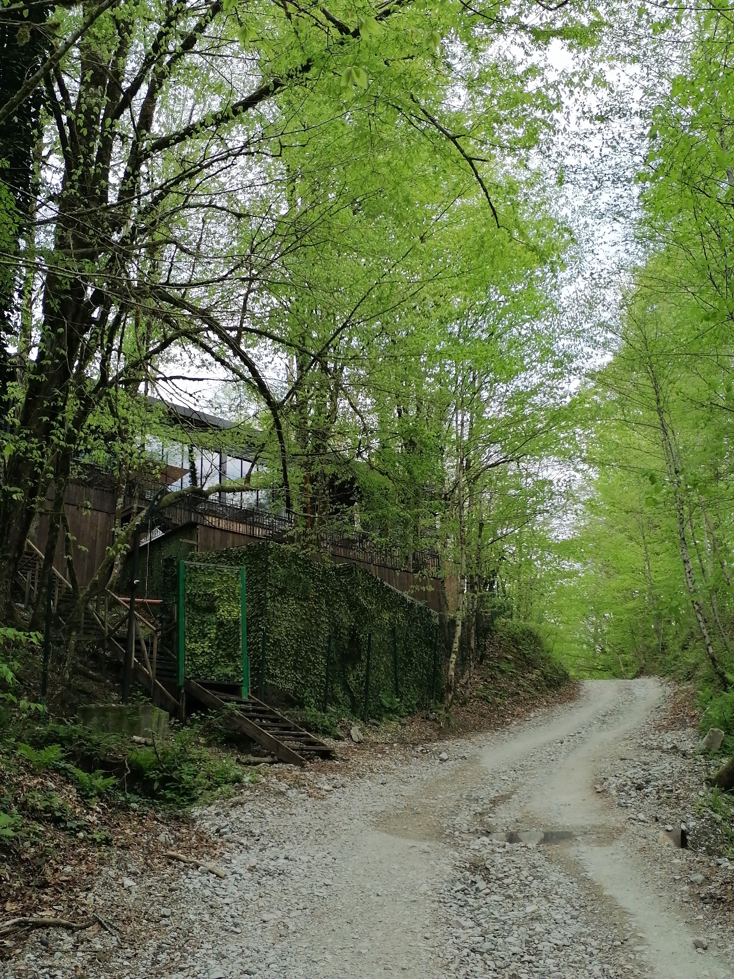 This image captures a serene, verdant landscape in Medoveevka, Russia, featuring a winding gravel road, lush forest, and a discreetly integrated building.
The scene is dominated by vibrant, fresh green foliage, suggesting spring or early summer. Tall trees with slender trunks and full canopies line both sides of the road, creating a tunnel-like effect. Their light green leaves are abundant, allowing diffused light to filter through, indicating an overcast or softly bright day.
A rough, light grey gravel road, marked with tire tracks and some puddles, extends from the foreground into the distance, curving gently to the right as it ascends. To the left of the road, a hillside rises steeply, covered in dense vegetation. Nestled into this hillside, partially obscured by trees and thick green ivy, is a modern multi-story building. It features dark wooden siding and expansive windows that reflect the surrounding greenery and sky, suggesting a lodge or guesthouse. A long balcony or terrace with a dark railing extends along the building's facade.
Wooden stairs descend from the building towards the road, and a green metal frame, possibly part of a gate or support, is visible near the base of the ivy-covered wall. The ground along the roadside is a mix of small rocks, fallen leaves, and ferns.
No people are visible, and no specific activity is taking place, contributing to the tranquil and untouched atmosphere of the natural setting. There is no visible text in the image.