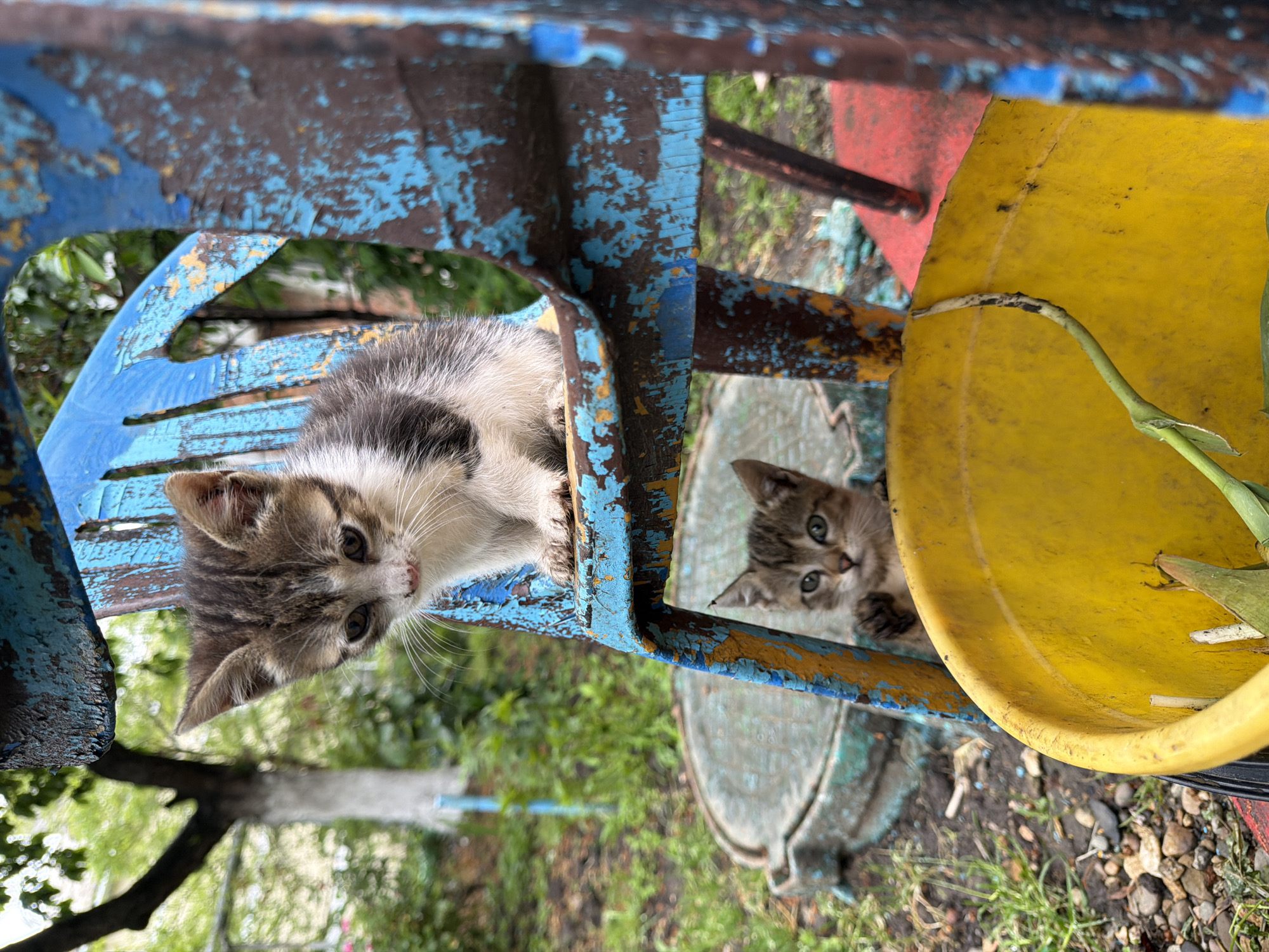 Two tabby kittens are peering out from an old, peeling playground structure. One kitten is positioned within the backrest of a blue chair, while the other is partially obscured by a yellow plastic component. The environment surrounding the structure is natural, showing a mix of grass and small stones. The location is Beryozovy, Russia.
