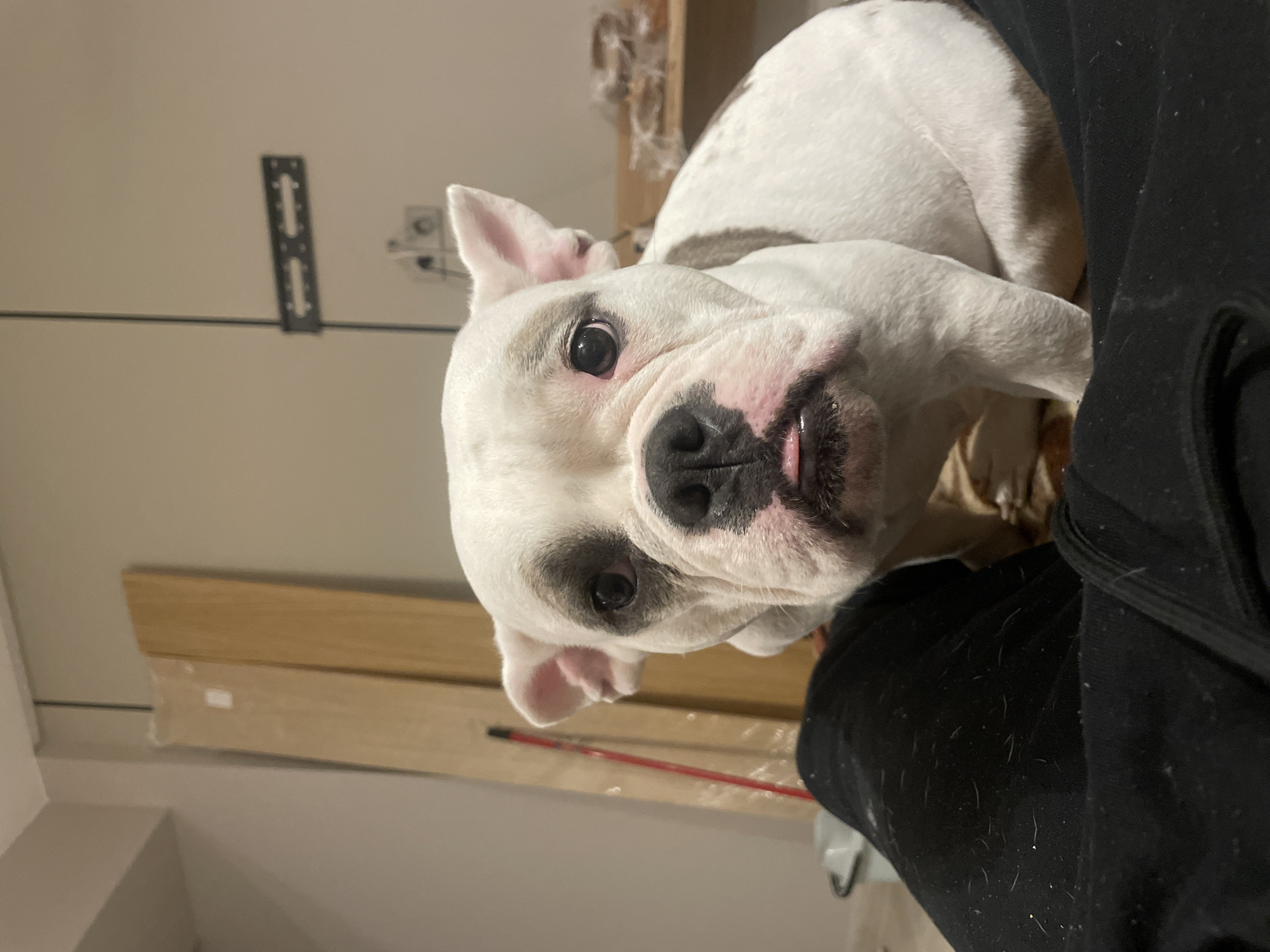 The image depicts a white and grey bulldog-type dog looking at the camera. The dog has a black nose and grey markings around its eyes. Part of a person wearing black clothing is visible to the right of the dog. In the background, there's a wall with a metal fixture attached to it, and some wooden boards leaning against the wall. The image is rotated, with the top of the image aligned with the left side of the frame. There is no indication that the image was taken in the city of Πόρτες, Greece.