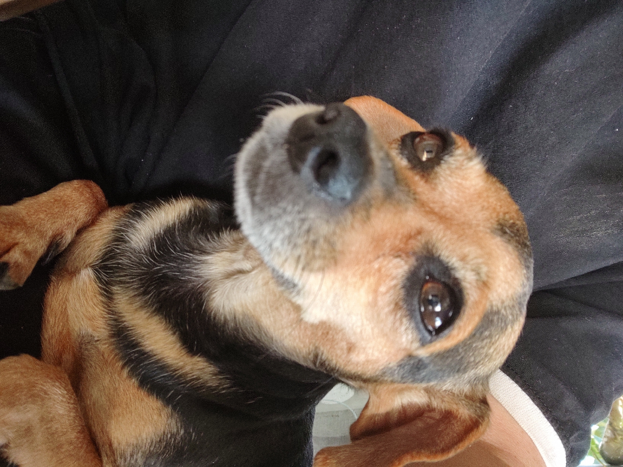 The image is a close-up, vertical shot of a small dog, possibly a Dachshund mix, being held by a person. The dog has brown and black fur with distinct markings. Its face is prominent in the foreground, with dark eyes, a black nose, and floppy ears. The dog appears to be resting on the person's dark clothing, which is visible in the background. The person's arm and shoulder are also visible on the right side of the image, wearing a black shirt with a white trim on the sleeve. The scene is indoors or in a sheltered outdoor area, suggested by the lighting and the plain backdrop. There is no discernible information about the city of Kochmar, Bulgaria in this image.