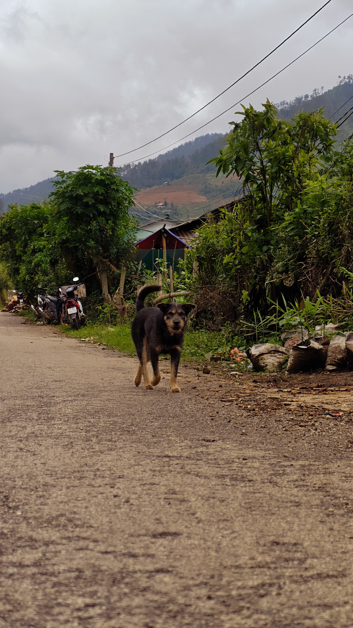 This image depicts a rural scene in Mù Cang Chải, Vietnam, on an overcast day. A medium-sized domestic dog, dark-furred with tan markings on its face, chest, and legs, walks forward on a light brown, paved road towards the viewer. Its tail is curled upwards. To the right of the dog, partially obscured by green foliage, a cat with bright, light-colored eyes is visible, observing from behind bushes.
The road recedes into the background, flanked by dense green vegetation, including trees and bushes. On the left side of the road, two motorcycles are parked behind foliage. Further back on the left, a wooden utility pole with power lines is visible, extending across the upper portion of the frame. On the right side of the road, beyond the cat, several large, filled sacks are present near scattered wood chips and debris. Behind the vegetation on the right, a distinctive red and blue striped umbrella-like structure is partially visible above a fence.
In the background, steep mountains covered with trees rise under a grey, cloudy sky. Patches of reddish-brown, possibly cultivated or cleared land, are visible on the distant mountain slopes, along with small structures. The lighting is soft and diffused, characteristic of an overcast environment.