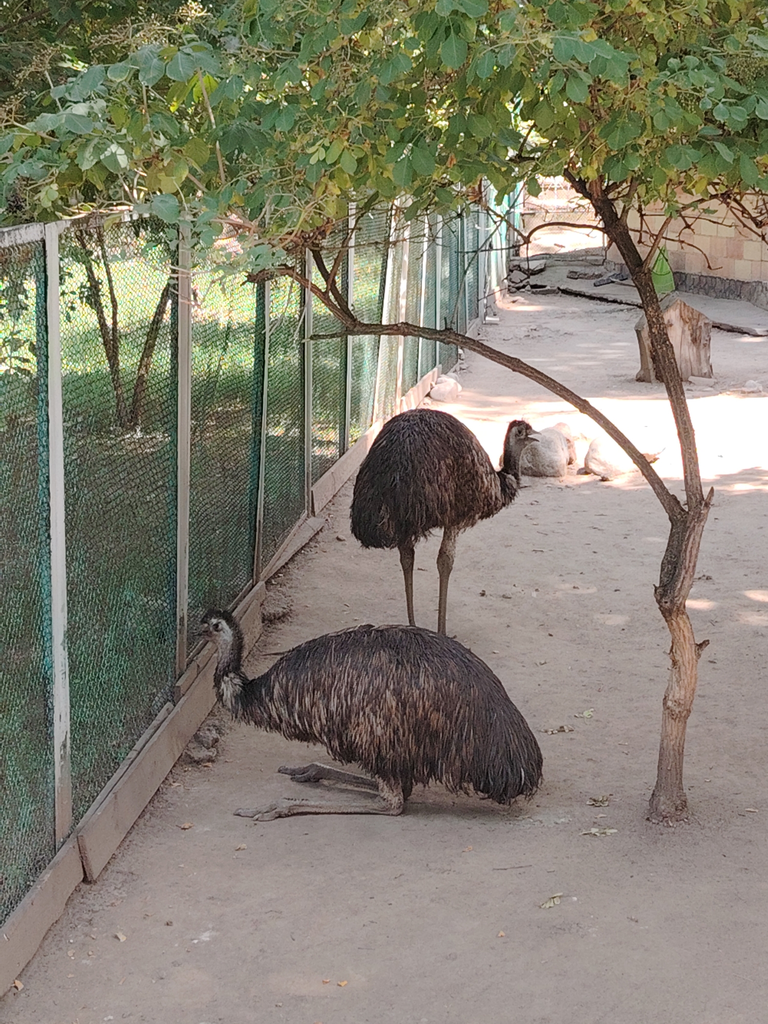 Two emus are in an outdoor enclosure. One emu is standing on its legs, facing left, with its head slightly lowered. The other emu is in the foreground, sitting on the ground with its legs tucked underneath it, also facing left. The enclosure has a dirt floor and is surrounded by a green mesh fence. There are trees with green leaves casting shadows on the ground. In the background, there are some light-colored objects that appear to be other animals or large rocks. The scene appears to be in a zoo or wildlife park.
