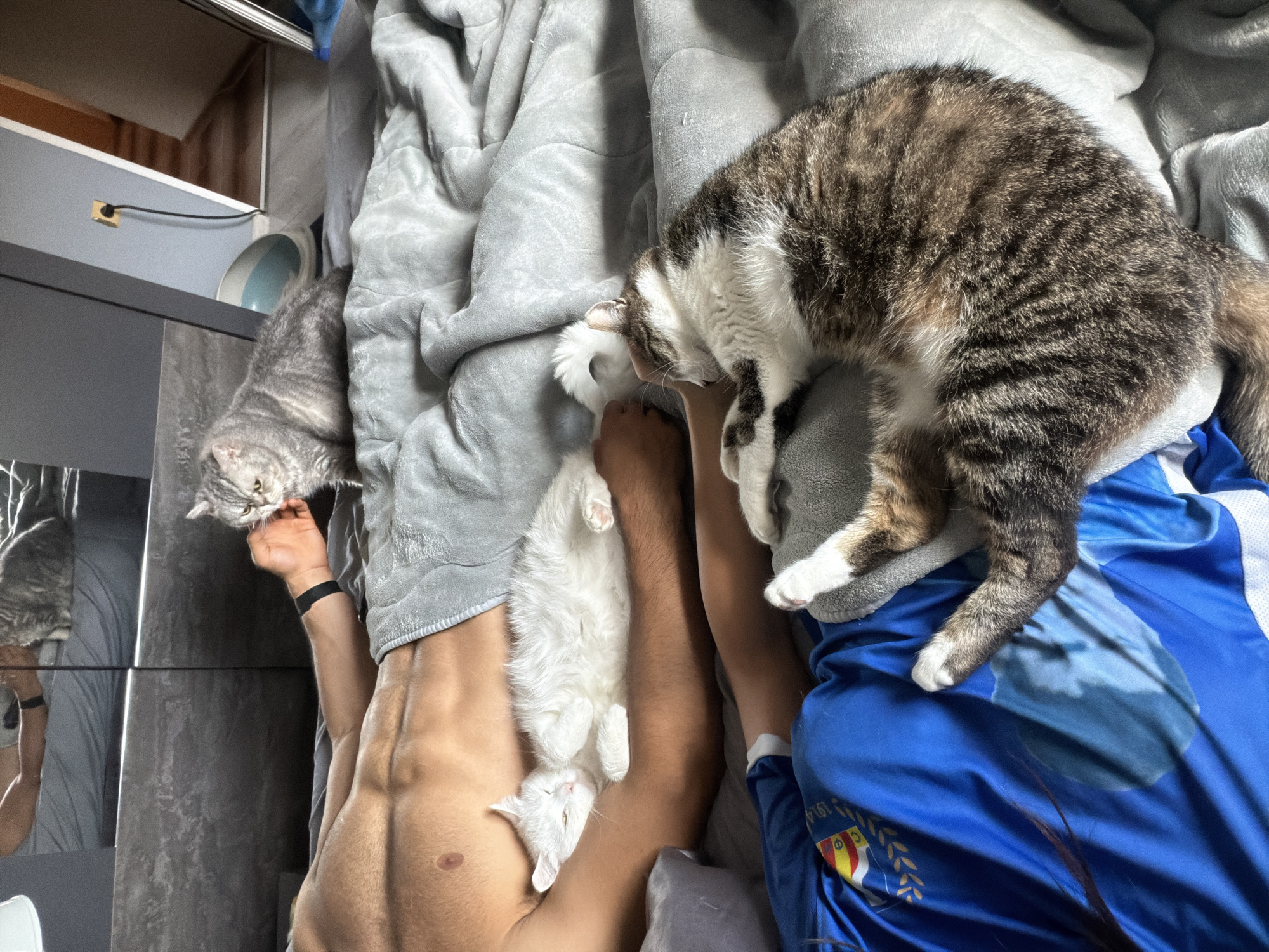 A person is lying in bed with three cats. The person, who appears to be male, is shirtless and wearing grey shorts. A tabby cat is lying on the person's chest, facing away from the camera. A white cat is sleeping on the person's arm. A grey and white cat is sitting up on the person's chest, looking at the person's hand. The cats are all of varying breeds and colors. The bed is made with grey linens and is in a bedroom. The background shows a closet and a doorway. The location is in Burgas, Bulgaria.