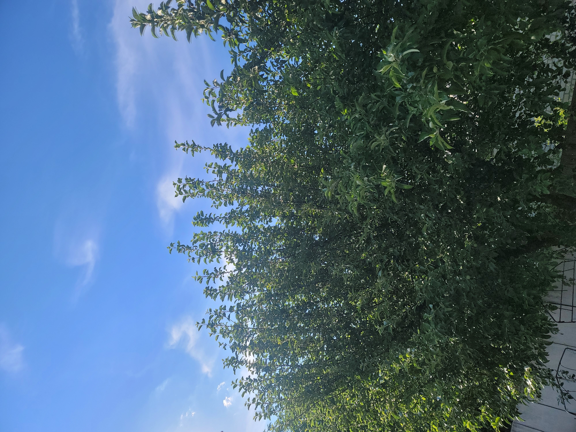 In Vovkivka, Ukraine, a dense, leafy green tree dominates the foreground, its branches reaching upwards towards a bright blue sky. Sparse white clouds are scattered across the sky. Sunlight filters through the leaves, creating dappled patterns of light and shadow. The bottom edge of the image shows a hint of a grey wall and some dark, possibly wire, fencing. The overall impression is one of a lush, outdoor scene on a clear day.