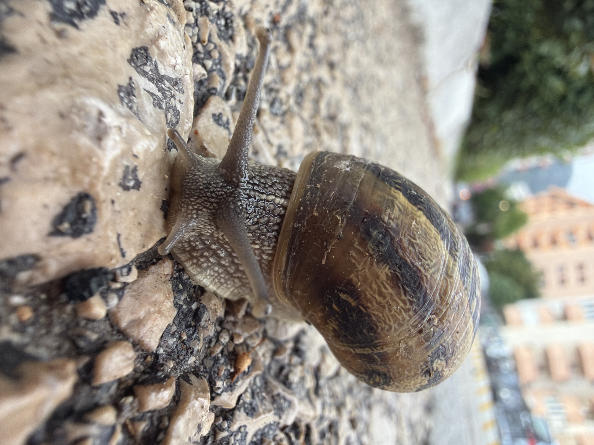 A close-up photograph, oriented vertically, features a garden snail positioned on a rough, light-colored textured surface. The snail's body extends from its shell towards the upper left, revealing its finely textured, grayish-brown skin, which appears somewhat moist. Two slender eyestalks with dark tips are prominently extended upwards, suggesting the snail is actively sensing its environment.
The snail's shell is a dominant element, showcasing a spiraled pattern with distinct bands of dark brown and lighter tan or beige, marked by intricate, fine lines and variations in color. The surface the snail is traversing consists of irregular, light-toned pebbles or aggregates embedded in a darker, rough material, resembling a stucco wall or coarse concrete.
The background is softly blurred, indicating a shallow depth of field, and reveals an outdoor setting. Green foliage, likely from trees or bushes, is visible on the left and right. Further in the distance, out of focus, are architectural elements including buildings with characteristic orange-tiled roofs and lighter-colored facades, consistent with Mediterranean architecture. Below the buildings, a blurred street or pathway with indistinct details can be observed. The lighting suggests it is daytime, with diffused light illuminating the scene. No discernible text is visible in the image. The context of Budva, Montenegro, aligns with the visual cues of urban architecture blended with natural elements.
