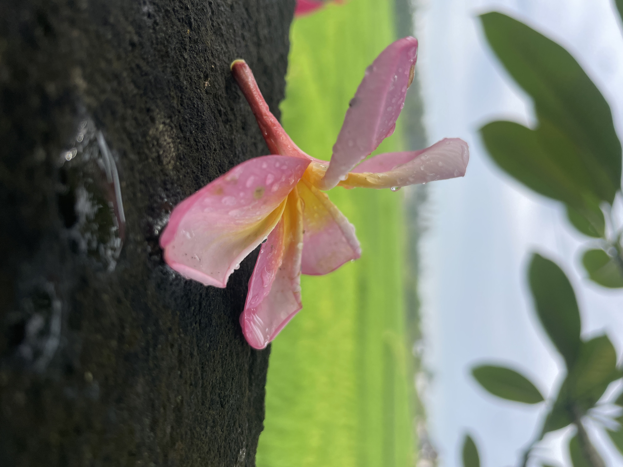 A close-up, vertically oriented photograph features a vibrant pink and yellow plumeria flower, adorned with numerous glistening water droplets, resting against a dark, textured surface. The flower's petals display a gradient from a rich pink on the outer edges to a soft yellow in the center, and its stem is a reddish-brown.
The dark surface, possibly rock or wood, occupies the left side and foreground of the image, showcasing a rough, granular texture. In the upper left corner, small drops of water are also visible on this surface, reflecting light. A tiny, light-colored insect (possibly an ant or spider) can be faintly discerned on the dark surface near the flower's stem.
The background is softly blurred, revealing a bright green field, likely rice paddies, extending horizontally across the mid-ground. Above the green field, the sky appears a light blue or overcast white. On the far right, out-of-focus dark green leaves of a plant or tree are visible, adding depth to the scene. The overall impression is one of freshness and natural beauty, suggesting the flower has recently been exposed to rain or dew in an outdoor, possibly tropical, setting during the daytime. There is no visible text in the image.