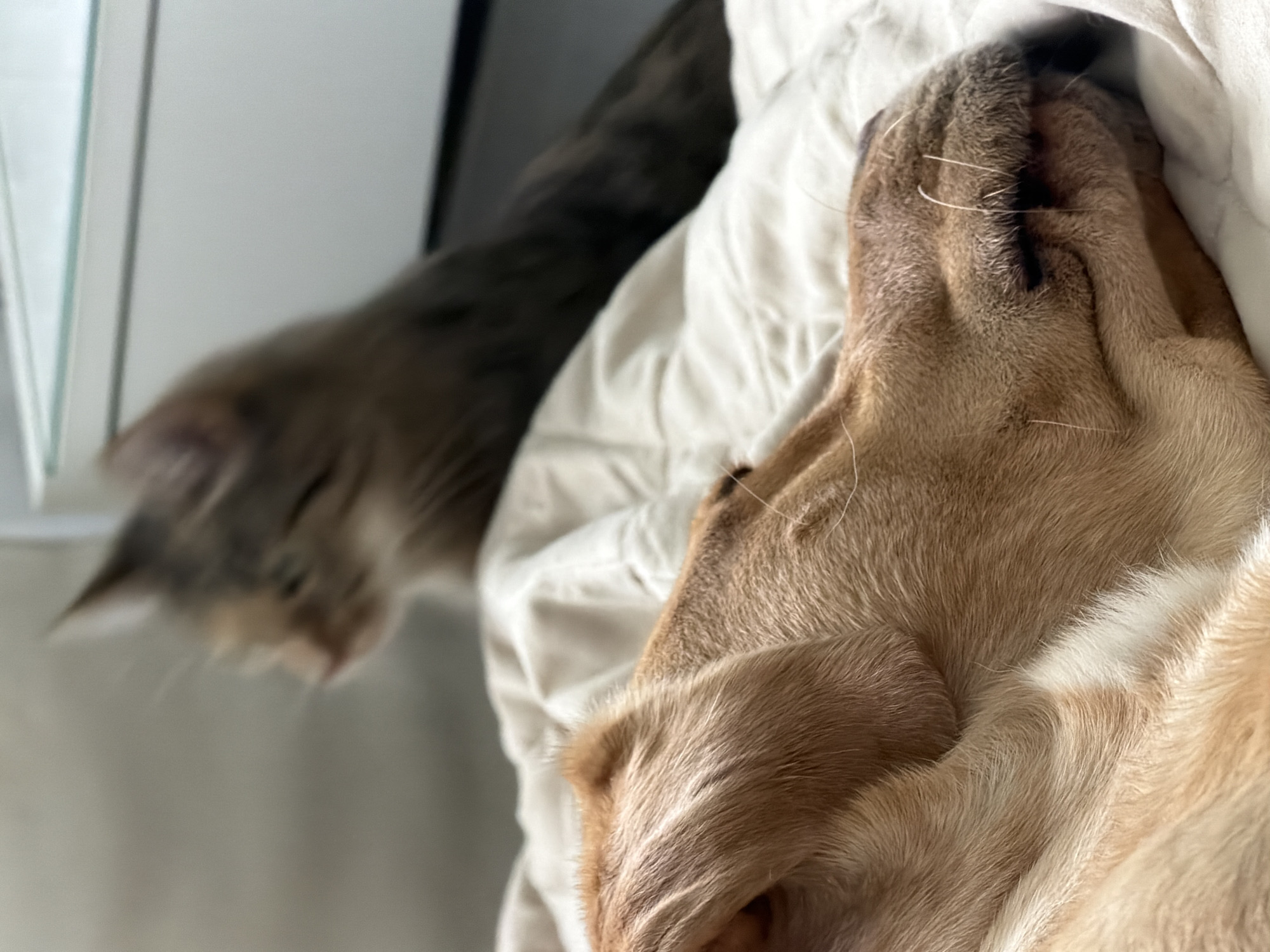 In this close-up, shallow depth-of-field shot, two domestic animals, a dog and a cat, are resting together on a white blanket or sheet. The dog, a light brown breed, is in the foreground, its head tucked under the fabric, obscuring most of its face but revealing its snout and fur. Its fur appears soft and slightly ruffled, with individual strands of hair visible, some of which are white. Whiskers can be seen on the dog's snout. The cat, a tabby with gray and brown markings, is in the background, out of focus, and appears to be looking away from the camera. The overall impression is one of comfort and peaceful coexistence between the two pets. The lighting suggests it may be daytime, with soft, natural light illuminating the scene. The setting is domestic, likely a bed or a sofa, indicated by the presence of soft bedding. There is no visible text in the image.