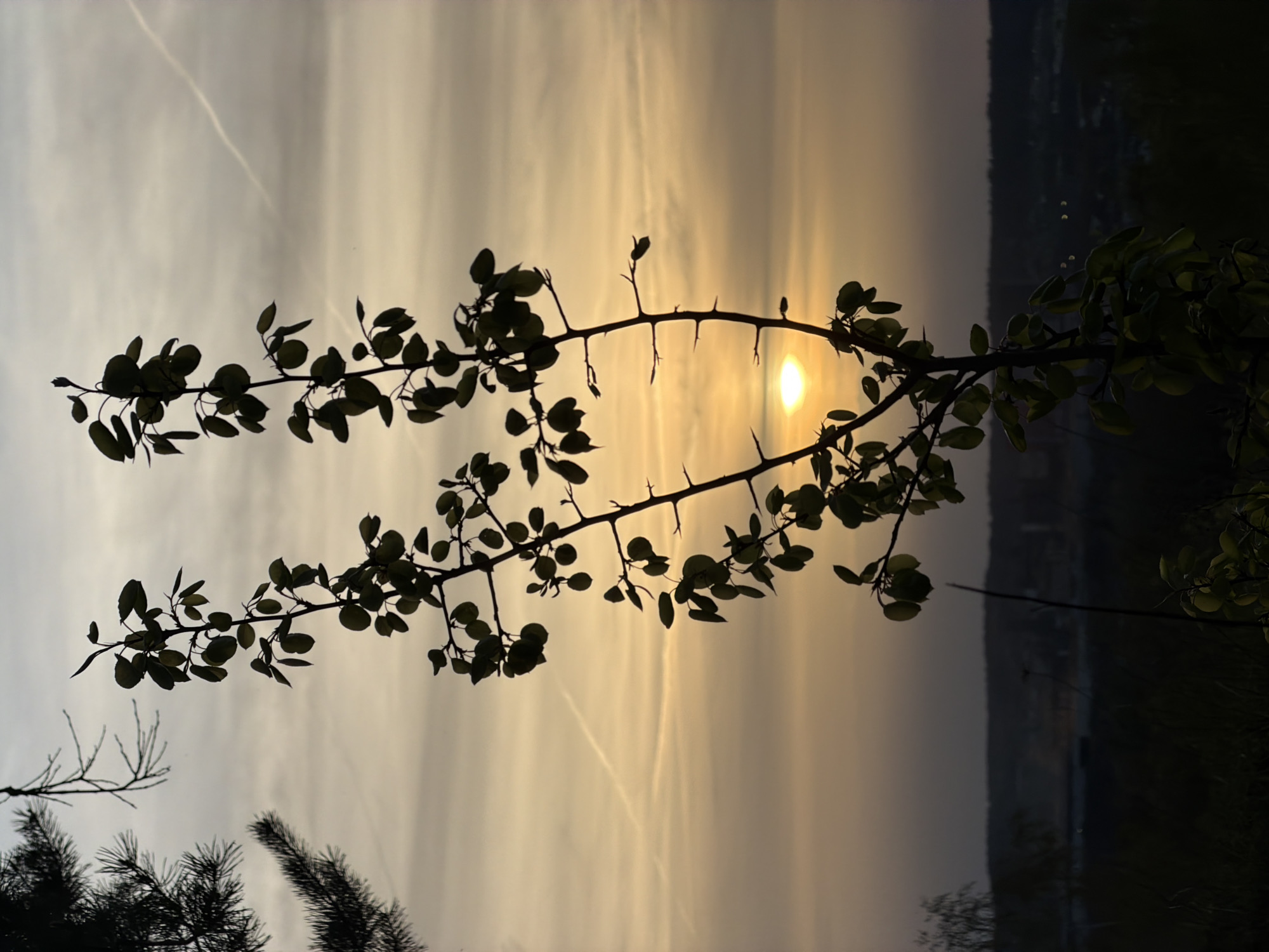 The image shows a silhouette of a thorny branch with leaves against a sunset or sunrise sky. The sky has light orange and gray hues, possibly indicating dawn or dusk. There are what appear to be contrails from aircraft visible in the sky. In the background, there's a dark, undefined area that could be terrain or buildings. The image appears to be taken outdoors and could be at the city of Schifflange, Luxembourg.