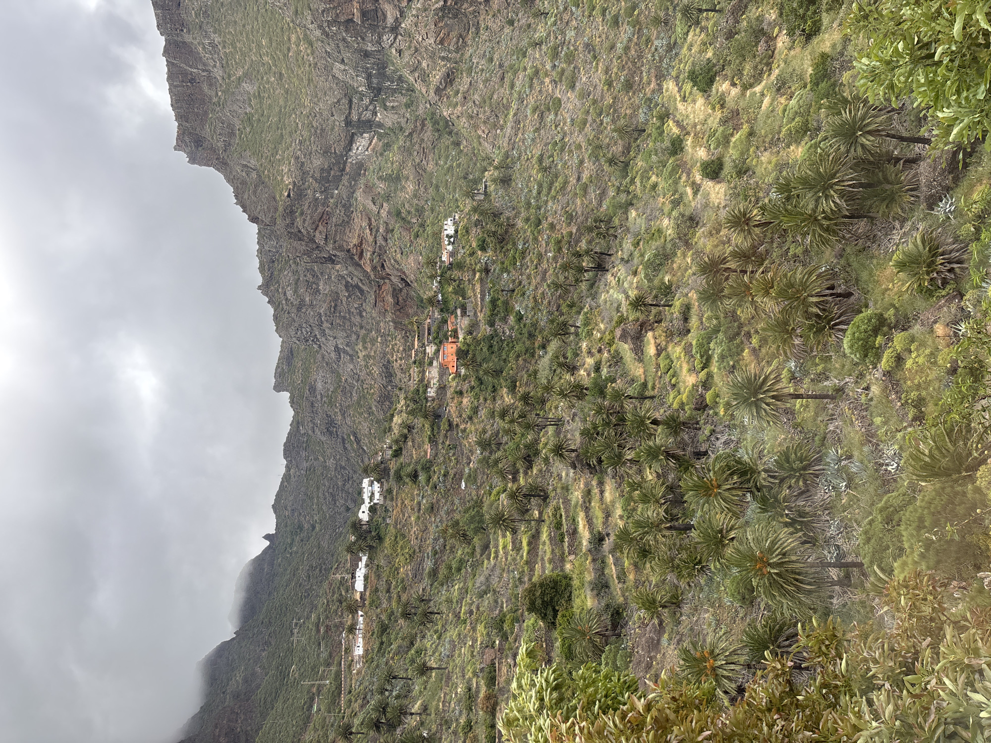 The image captures the landscape of Buenavista del Norte, Spain, featuring a steep mountainside with vegetation, palm trees, and terraced slopes. The left side of the image shows a rocky mountain cliff partially covered by clouds. Several small buildings, some painted white and one orange, are scattered along the mountainside amidst the greenery. The vegetation consists of shrubs and palm trees, creating a varied textured surface. The lighting is overcast, and the sky is grey. There are no people visible in the frame.