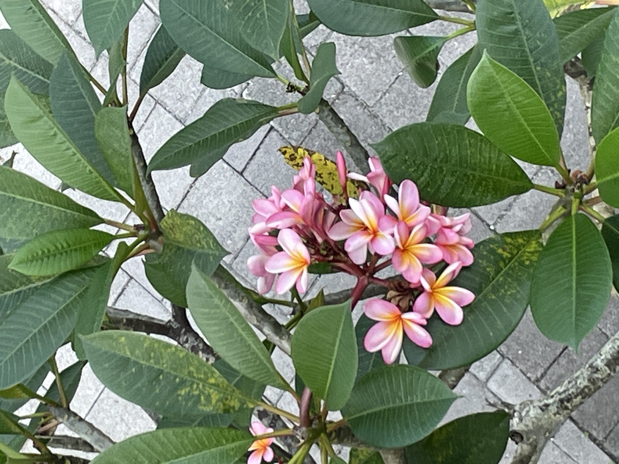 The image shows a cluster of pink and white plumeria flowers surrounded by green leaves. The flowers are in bloom, with some showing yellow centers. The leaves are large and oval-shaped. The background consists of gray paving stones. The location is unknown.