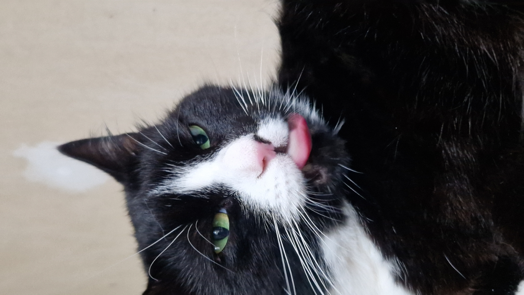 A black and white cat with green eyes is shown from the chest up, with its tongue sticking out. The cat is lying down and its fur is somewhat disheveled. The background is a plain, textured wall, possibly made of concrete or plaster, with a splotch of white paint near the top left. The lighting appears to be natural and coming from the right. There is no discernible location in the city of Riga, Latvia, or any other urban or natural environment present in the image.