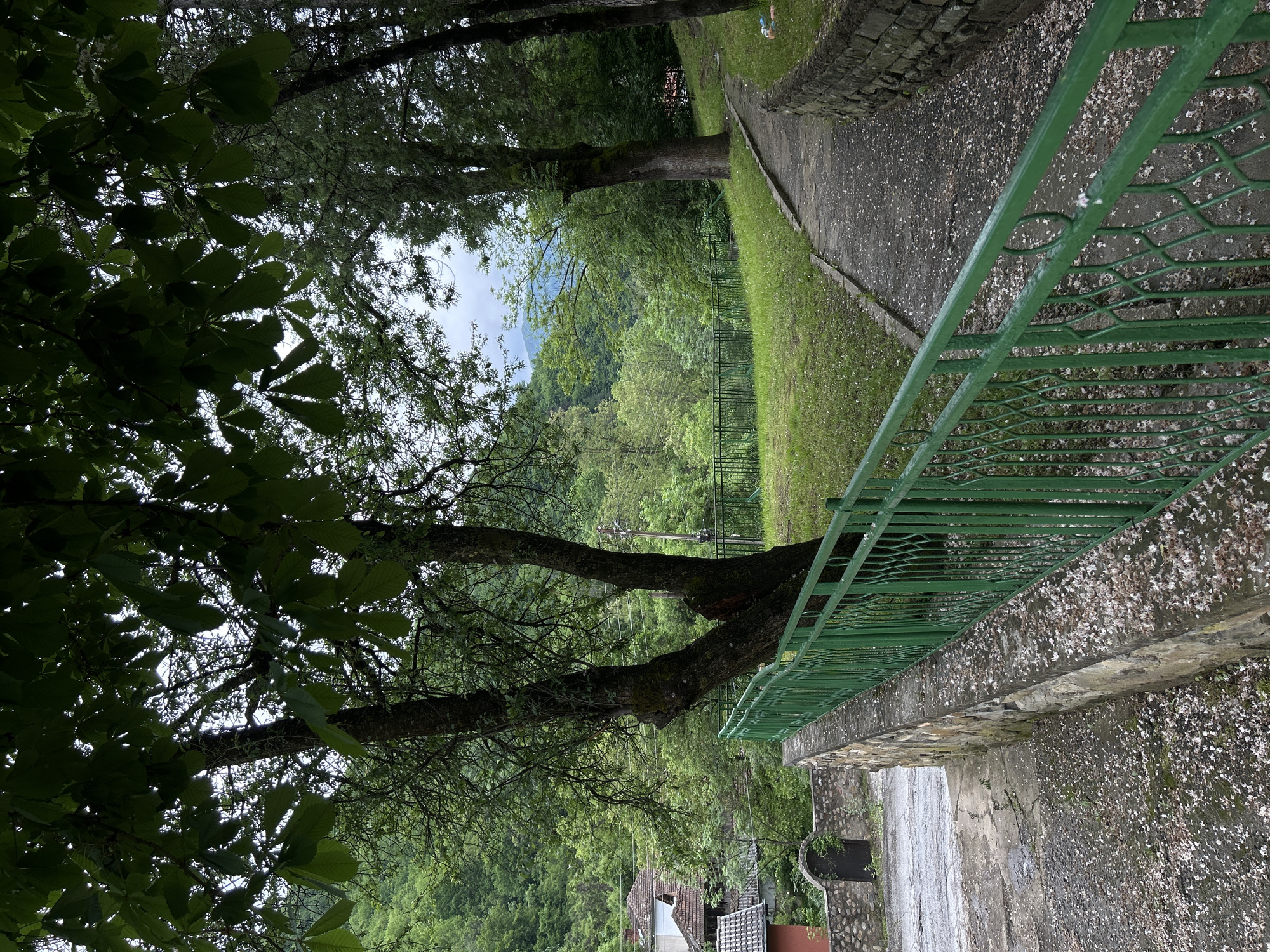 The image depicts a scene in a lush, green environment. The perspective is from a slightly elevated position, looking downwards over a concrete wall lined with a green metal railing. A large tree dominates the foreground, its branches spreading out to the left, partially obscuring the view. Beyond the tree and railing, there is a path leading into the distance, flanked by a grassy area and more trees. The overall impression is one of a natural, possibly forested area within or near a city. Visible in the distance is a dense forest on an incline or hillside. Near the bottom of the image, below the tree, there are glimpses of rooftops and what appears to be a small building or structures.