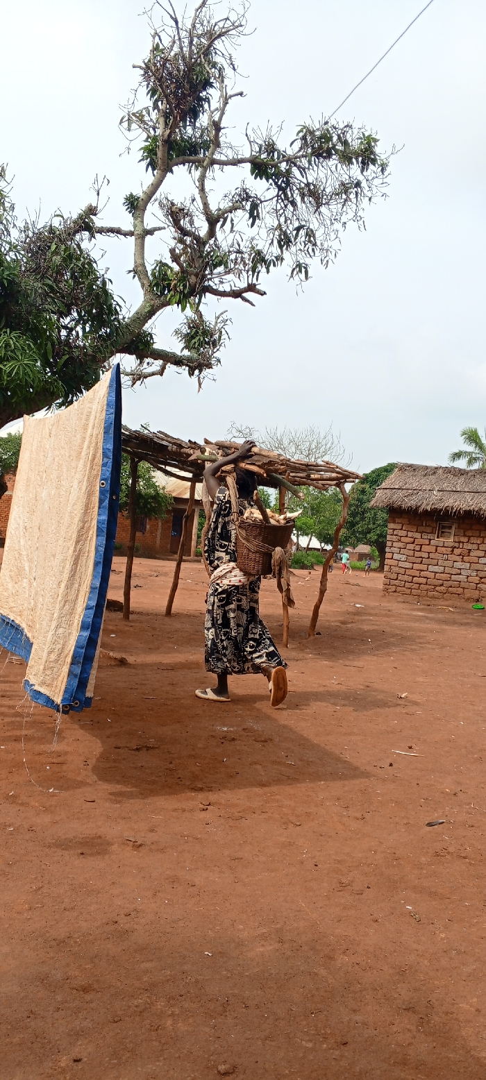 This image depicts an outdoor scene in Fizi, Democratic Republic of the Congo. The ground consists of reddish-brown, unpaved soil under a light gray, overcast sky.
In the midground, a female individual, positioned with her back partially to the camera, walks from left to right. She wears a dark, patterned long dress and light-colored flat shoes. She carries a dark brown woven basket on her back, secured by a strap over her head, containing several small, light-colored, irregularly shaped items. Concurrently, she balances a bundle of rough-hewn tree branches or firewood on her head, with her right hand extended to stabilize it.
To the immediate left, a large, light-beige or off-white tarpaulin, featuring a prominent blue vertical border, hangs vertically. In the background, to the right of the walking individual, a rudimentary wooden shelter with a simple stick roof frame is visible. Further right, a small, rectangular structure constructed from red bricks, topped with a thatched roof and featuring a single dark rectangular opening, stands. Distant figures, consistent with children, are discernible further in the background on the right.
A large tree with a thick trunk and a canopy of mostly defoliated branches interspersed with clusters of green leaves extends across the upper left and central portions of the frame. A thin, dark line, consistent with a wire or cable, traverses the upper right quadrant of the sky.