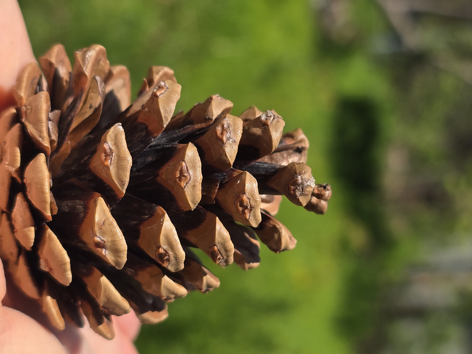 A close-up, vertically oriented photograph captures a brown pine cone held by a person's hand against a brightly lit, blurred green background. The pine cone is the primary subject, occupying the center-left of the frame, showcasing its intricate scales with varying shades of brown and dark accents. The individual scales appear slightly pointed and textured. A human hand, with fingers and a portion of the palm visible on the far left, is supporting the pine cone. The background consists of soft, out-of-focus vibrant green foliage, indicative of an outdoor, natural environment such as a garden, park, or forest. The strong, directional light suggests it is daytime, with clear highlights and shadows enhancing the three-dimensional form of the pine cone. There is no visible text. The scene depicts a simple interaction with nature, likely in Plovdiv, Bulgaria.