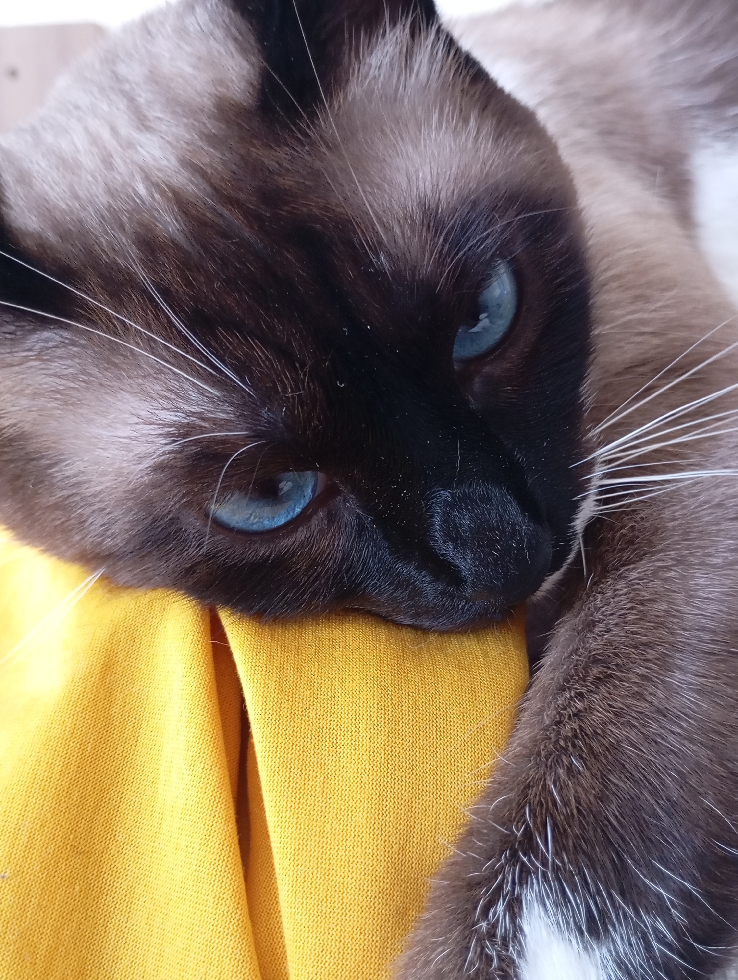 A close-up, eye-level, medium shot captures a Siamese cat resting on a bright yellow, textured fabric. The cat's face is dominant in the frame, with its striking blue eyes prominently displayed. Its fur is a mix of dark brown and tan, characteristic of the breed, with white whiskers fanning out from its muzzle. The cat appears relaxed, with its head resting on the fabric, obscuring the lower half of its face and body. The yellow fabric is folded and creased, creating a soft, naturalistic backdrop. The lighting is soft and diffused, highlighting the texture of the cat's fur and the fabric. There is no indication of the cat's location within the city of Batumi, Georgia.