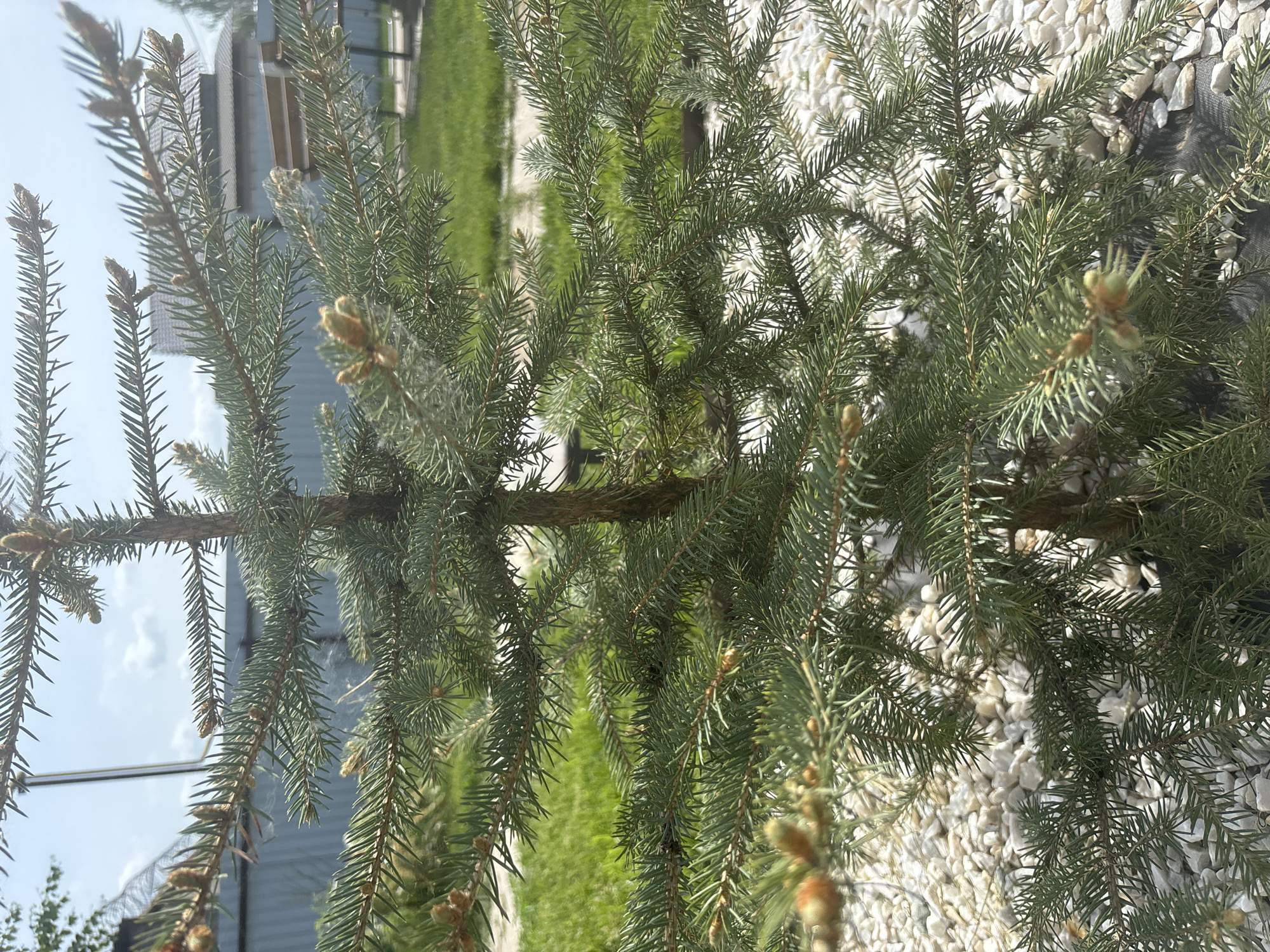The image depicts a close-up view of a coniferous tree, possibly a spruce or fir, situated outdoors in a landscape featuring white gravel ground cover and a grassy area in the background. The branches are densely packed with needles and nascent cones. Beyond the tree, elements of the built environment are visible, including a building with siding and a section of what appears to be a fence or railing. The sky is partially visible in the upper left corner. The angle suggests the photo may have been taken from ground level. The scene is outdoors in daylight conditions. The location is given as Noviy, Russia.
