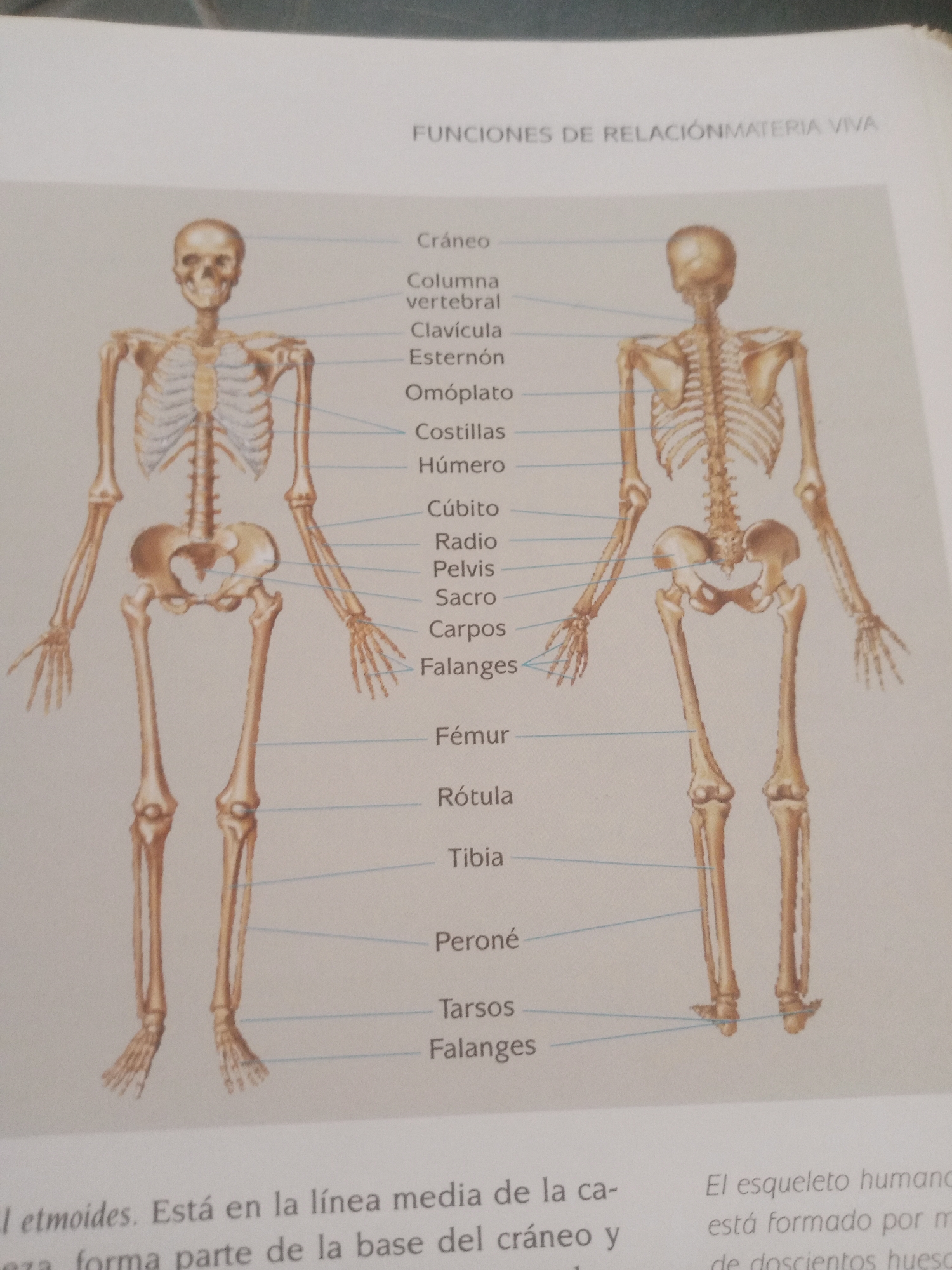 The image is a page from a textbook, likely about human anatomy, displaying an illustration of the human skeleton. Two full skeletons are shown, one facing forward and the other facing backward, with lines pointing to various bones and their corresponding labels in Spanish. The text at the top reads "FUNCIONES DE RELACIÓN MATERIA VIVA" which translates to "RELATION FUNCTIONS LIVING MATTER". The labels on the left side of the forward-facing skeleton identify parts of the upper body and arms, including "Cráneo" (Skull), "Columna vertebral" (Spine), "Clavícula" (Clavicle), "Esternón" (Sternum), "Omóplato" (Scapula), "Costillas" (Ribs), "Húmero" (Humerus), "Cúbito" (Ulna), "Radio" (Radius), "Pelvis" (Pelvis), "Sacro" (Sacrum), "Carpos" (Carpals), and "Falanges" (Phalanges) of the hand. The lower body labels include "Fémur" (Femur), "Rótula" (Patella), "Tibia" (Tibia), "Peroné" (Fibula), "Tarsos" (Tarsals), and "Falanges" (Phalanges) of the foot. The text at the bottom of the page appears to be descriptive content from the textbook, with some parts cut off by the edge of the image. The context of "Santa Ana, Venezuela" suggests this image might be sourced from educational materials used in that region, but this is not directly evident from the image itself. The scene is static, with no activity taking place other than the presentation of anatomical information. The lighting appears to be from an overhead source, typical of an indoor setting.
