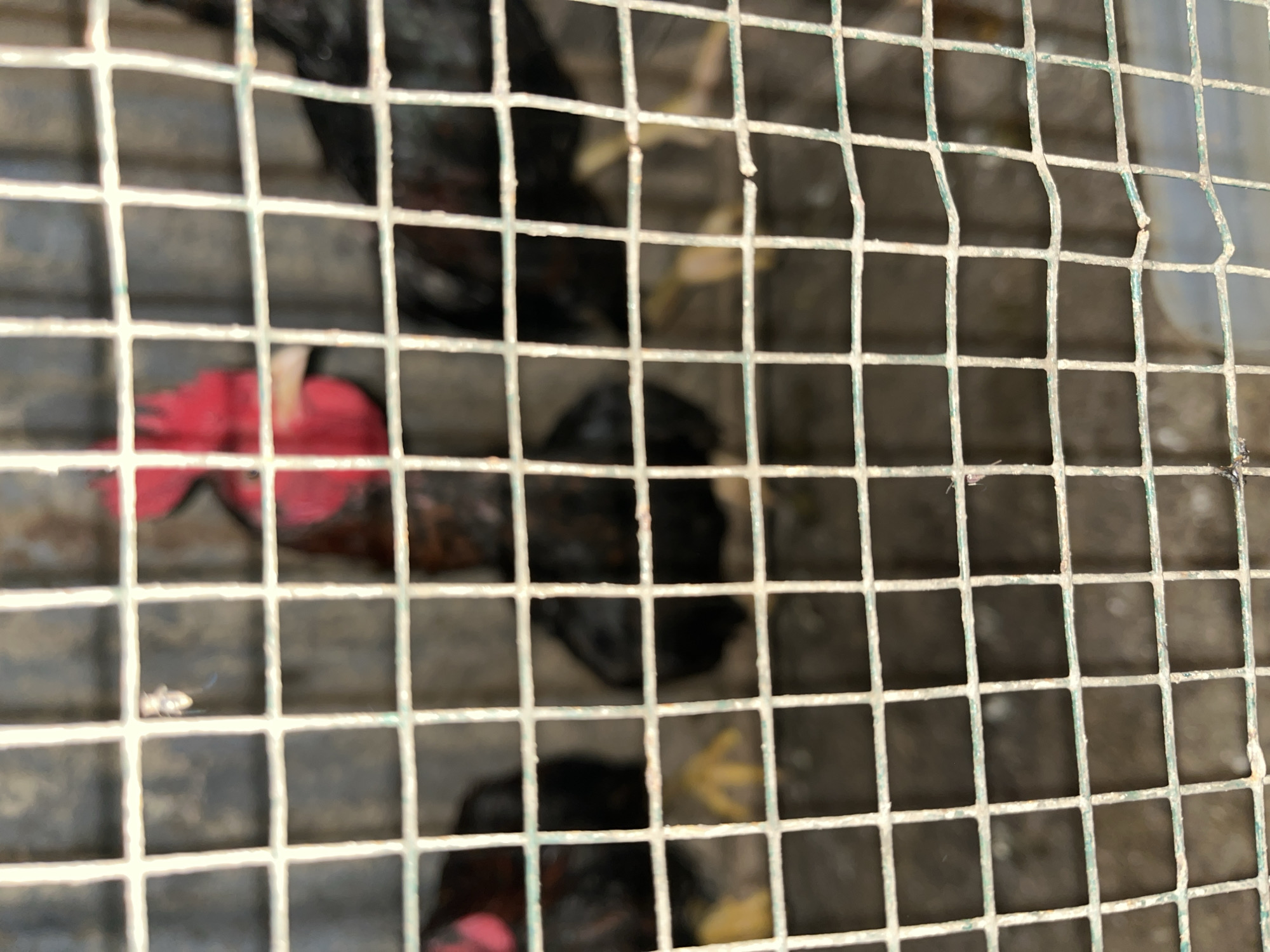 The image shows several chickens, likely roosters, in a cage. One rooster in the background has a prominent red comb and wattle. The cage bars are visible in the foreground and appear to be made of metal. The chickens are dark-colored, with some showing hints of black and brown feathers. Yellow legs and feet are visible on at least two of the birds. The environment within the cage appears to be a dirt or concrete floor, with some debris. The image is out of focus, suggesting it was taken at a distance or with a shallow depth of field. The location is Buleleng, Bali, Indonesia.